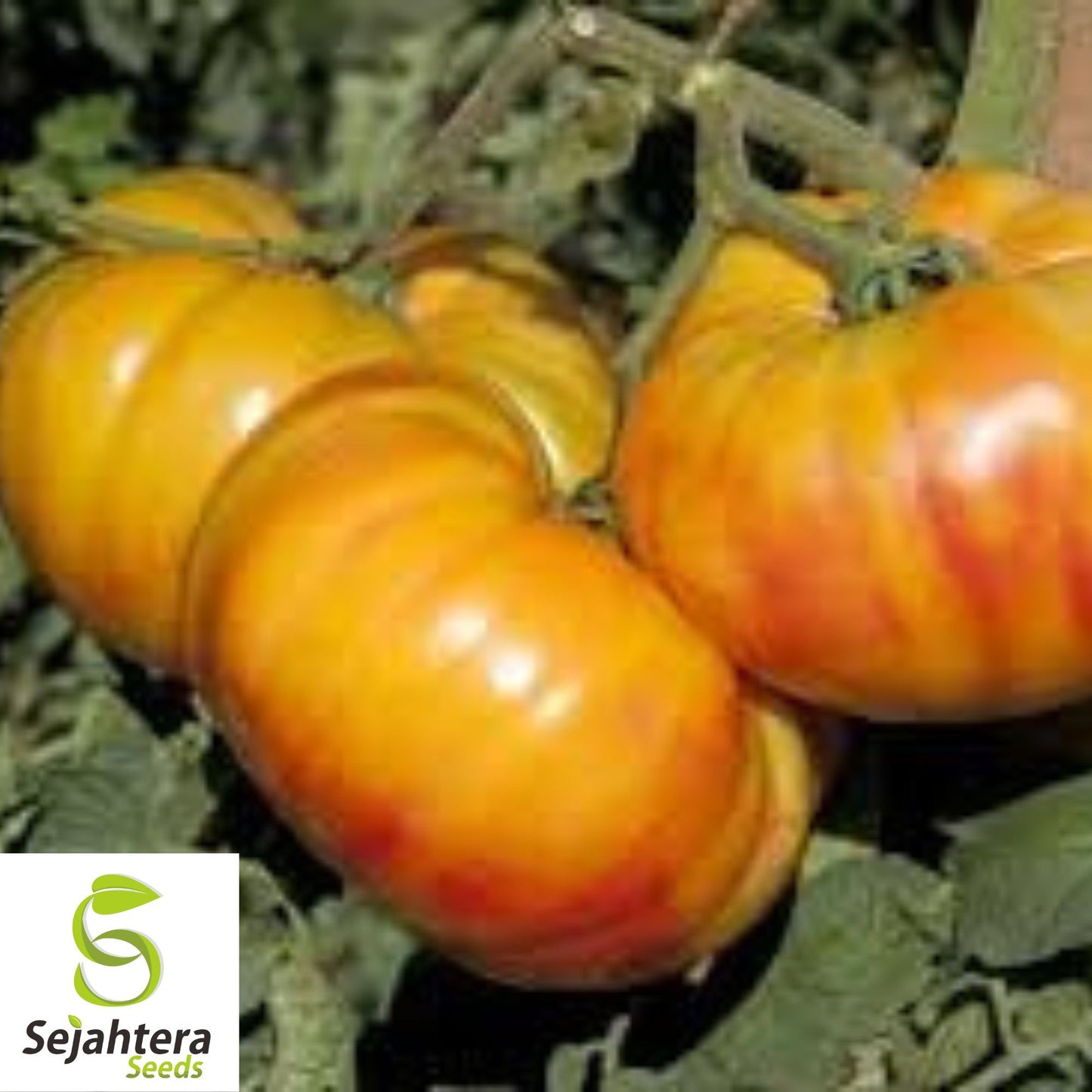 Buffalosun Tomato Seeds - 120+ Hybrid F1, Organic, High Yield & Fresh