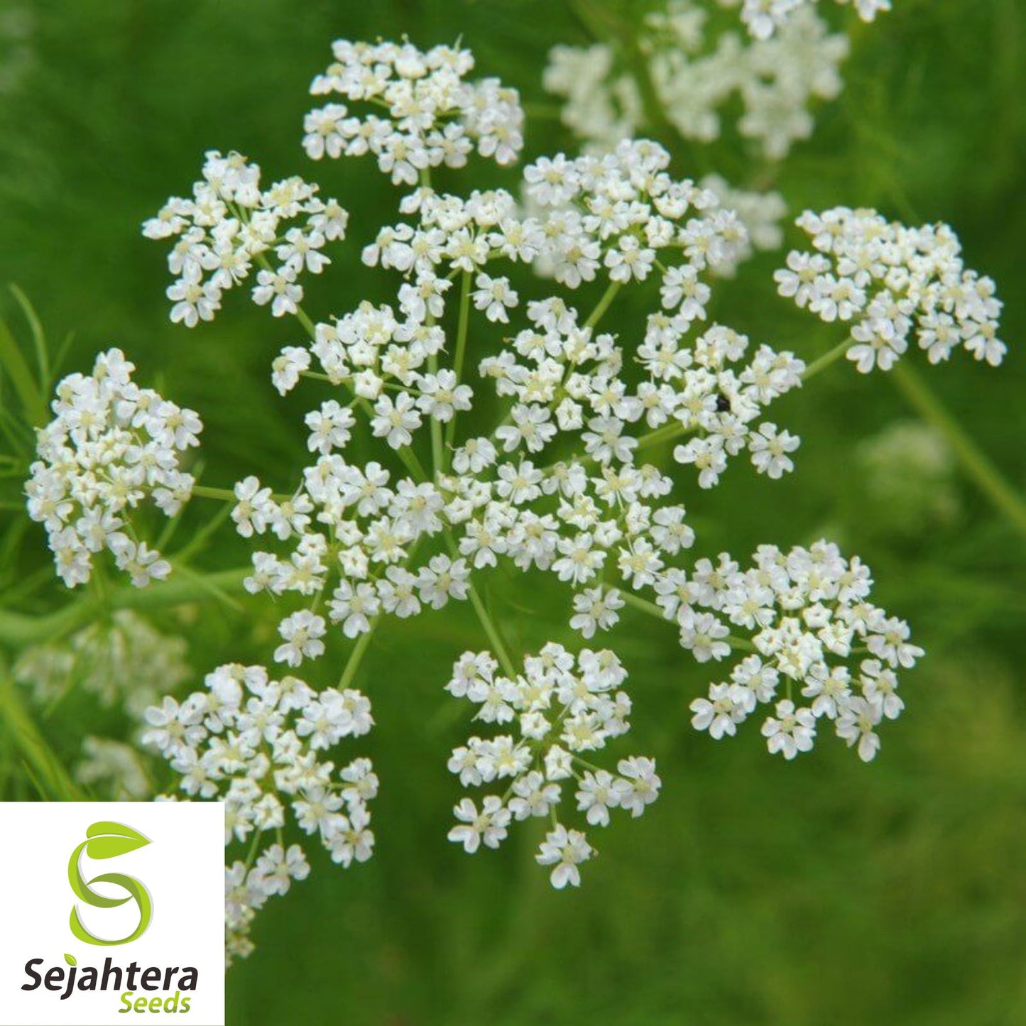 300+ Caraway Seeds - Non-GMO, Fresh Harvest & Aromatic Culinary Herb