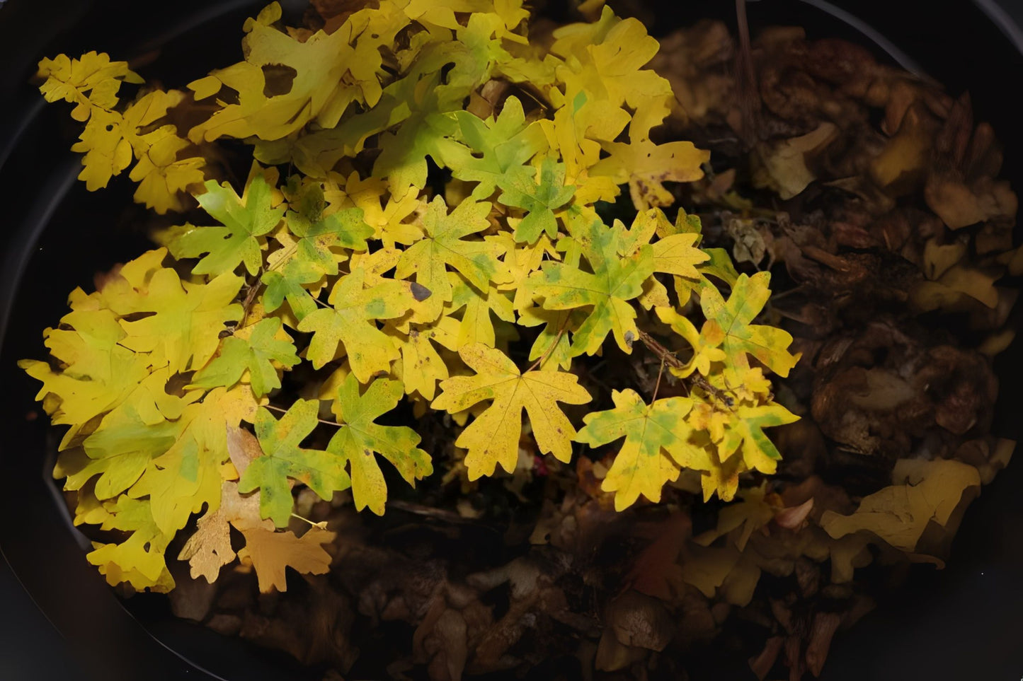 Common Maple Field Hedge Maple (Acer campestre)