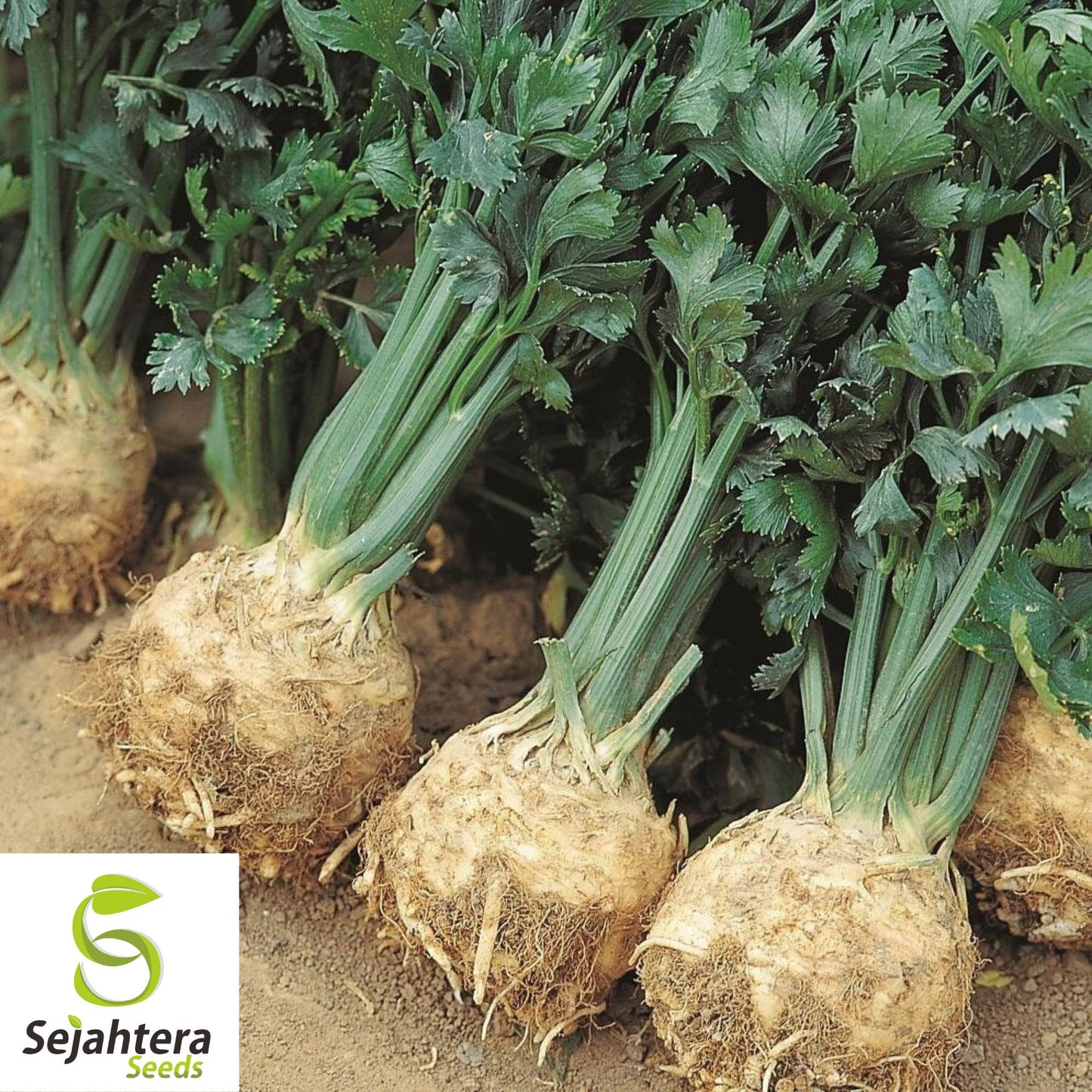 500+ Giant Prague Celeriac Seeds - Heirloom, Non-GMO & Nutritious Root Vegetable