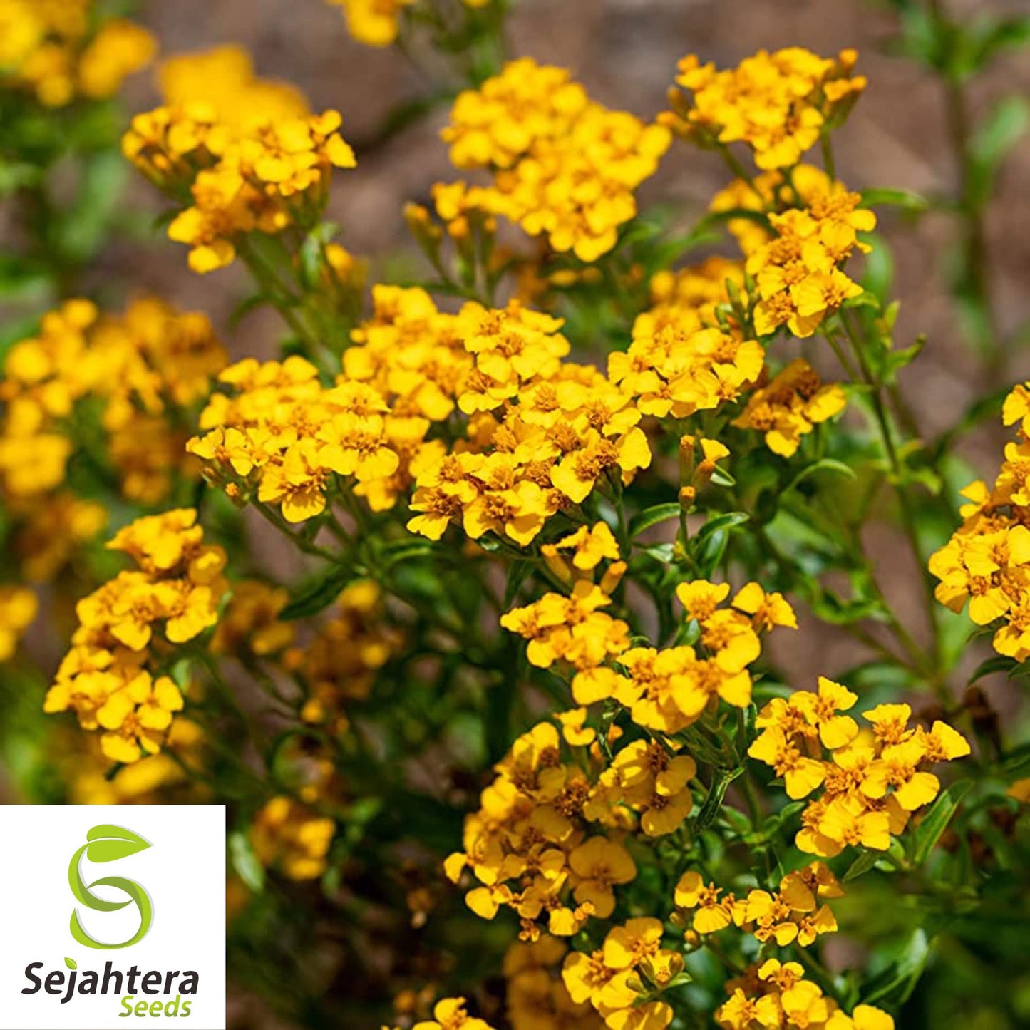 Mexican Mint Marigold Seeds {Tagetes lucida} 50+ | Medicinal Herb, Spice & Flower