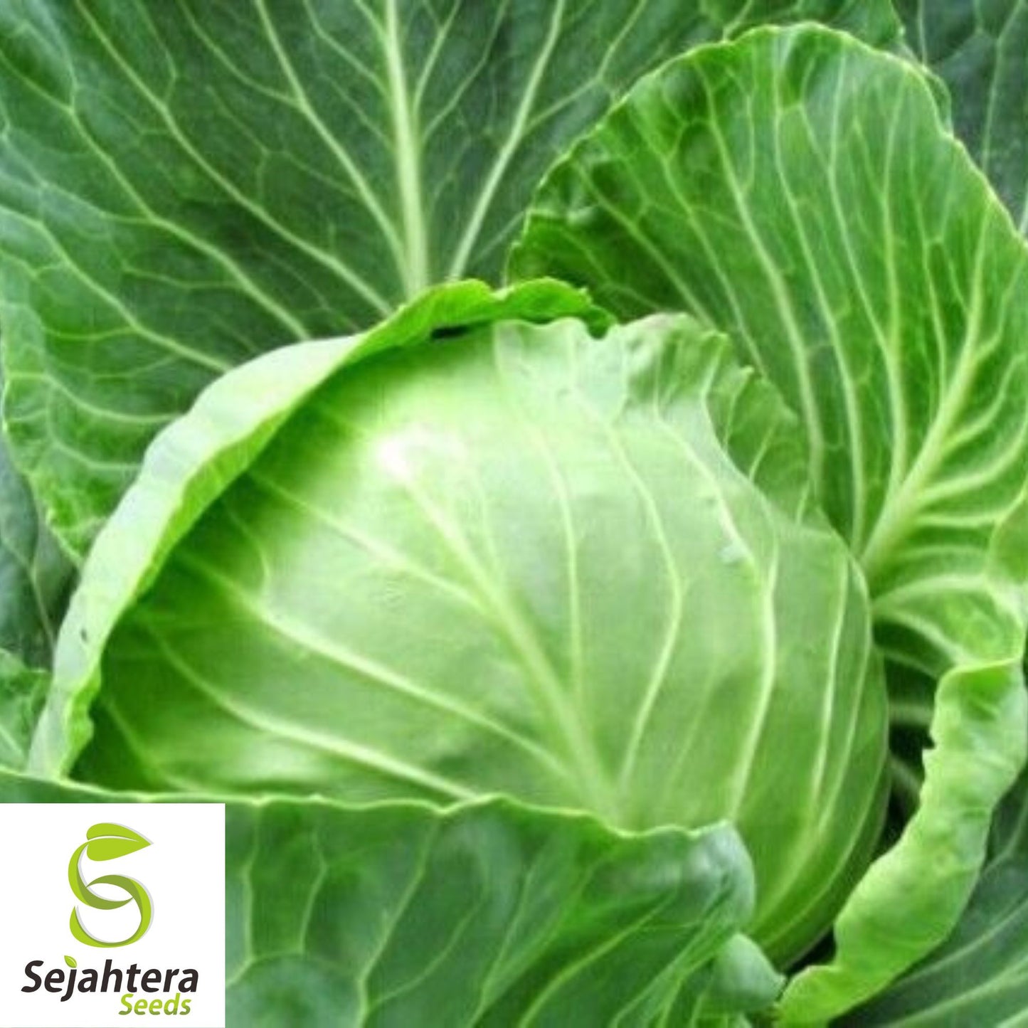 500 Copenhagen Market Early Cabbage Seeds - Non-GMO, Compact Heirloom Variety