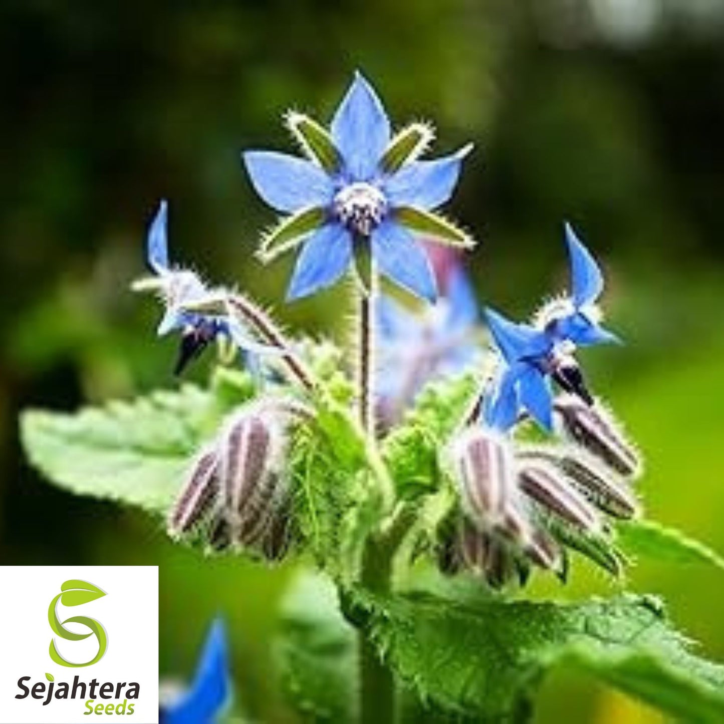 Borage Herb Seeds - 100+ Heirloom - Pollinator-Friendly & Pest Repellent - Non-GMO
