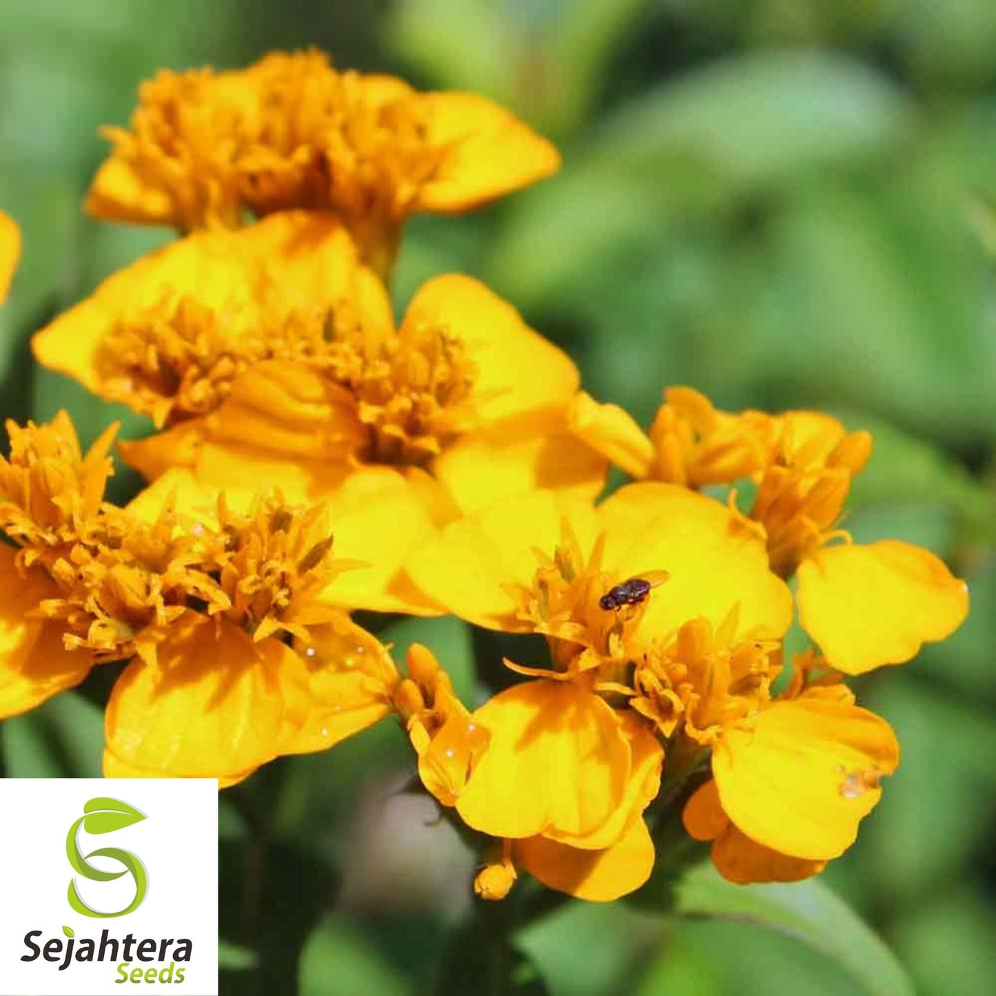Mexican Mint Marigold Seeds {Tagetes lucida} 50+ | Medicinal Herb, Spice & Flower