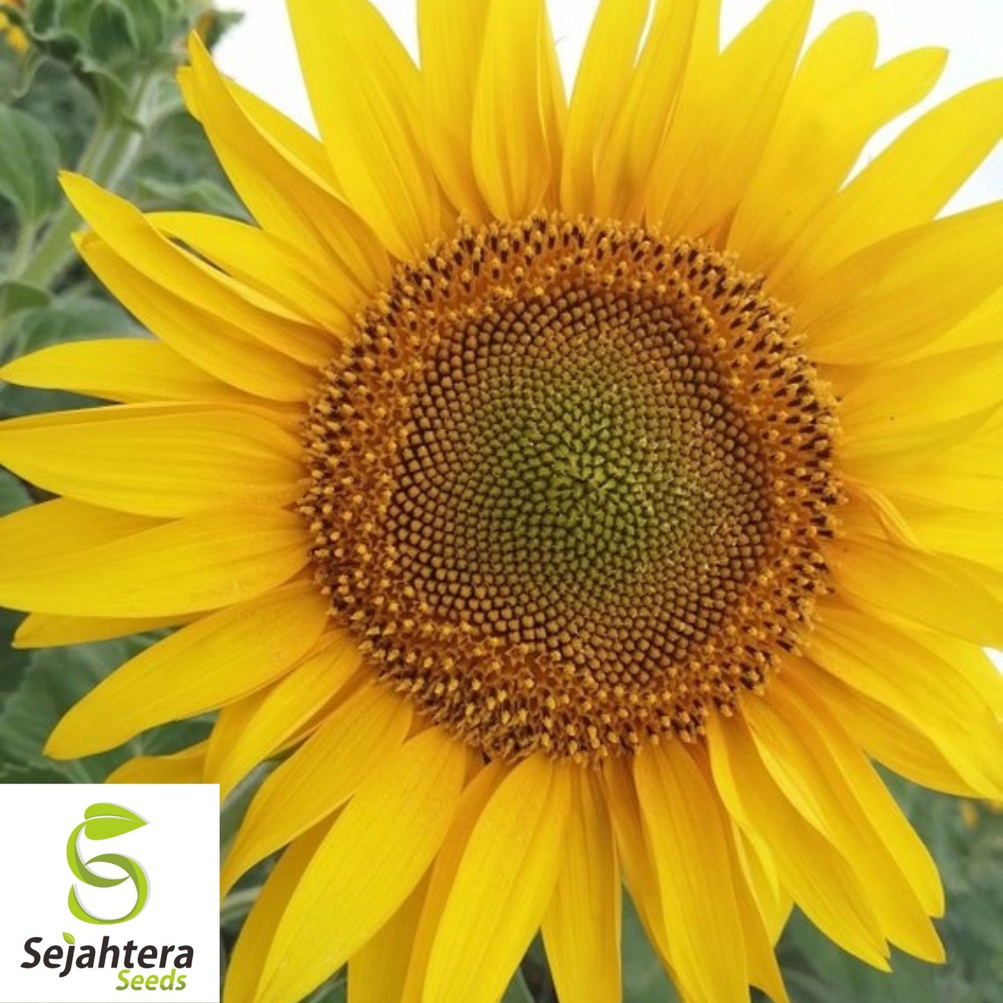 Double Sun Sunflower Seeds - 30+ Heirloom, Large, Bold & Rare Blooms