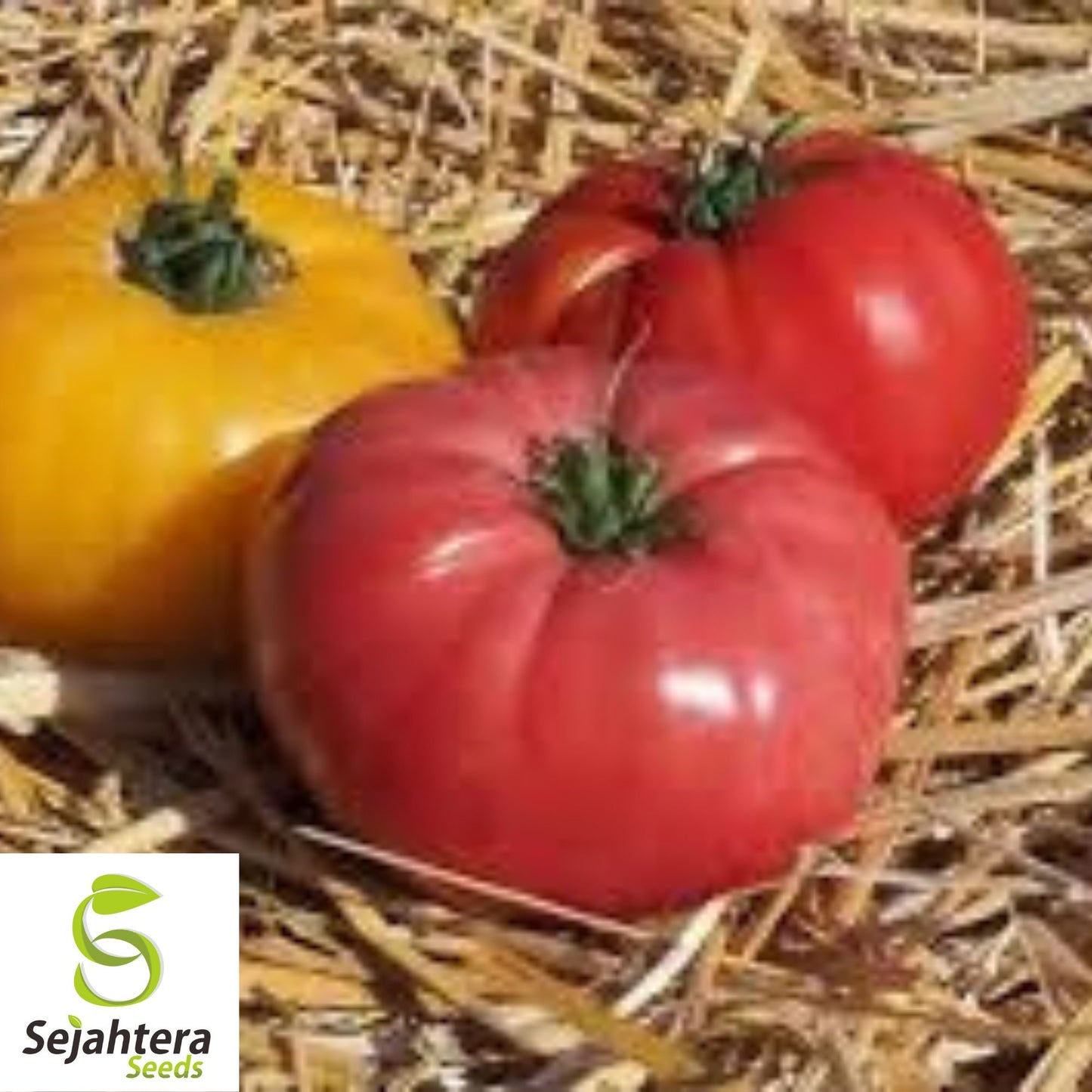Buffalosun Tomato Seeds - 120+ Hybrid F1, Organic, High Yield & Fresh