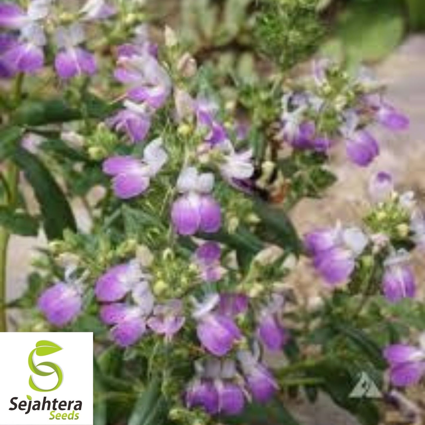 1000+ Collinsia Chines Houses Seeds - Purple White Annual Wildflower, USA