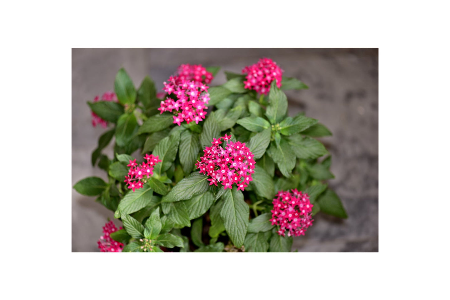 Pentas Plant 6in Pink Flowering Variety - Butterfly Magnet - Pentas lanceolata for Garden or Patio