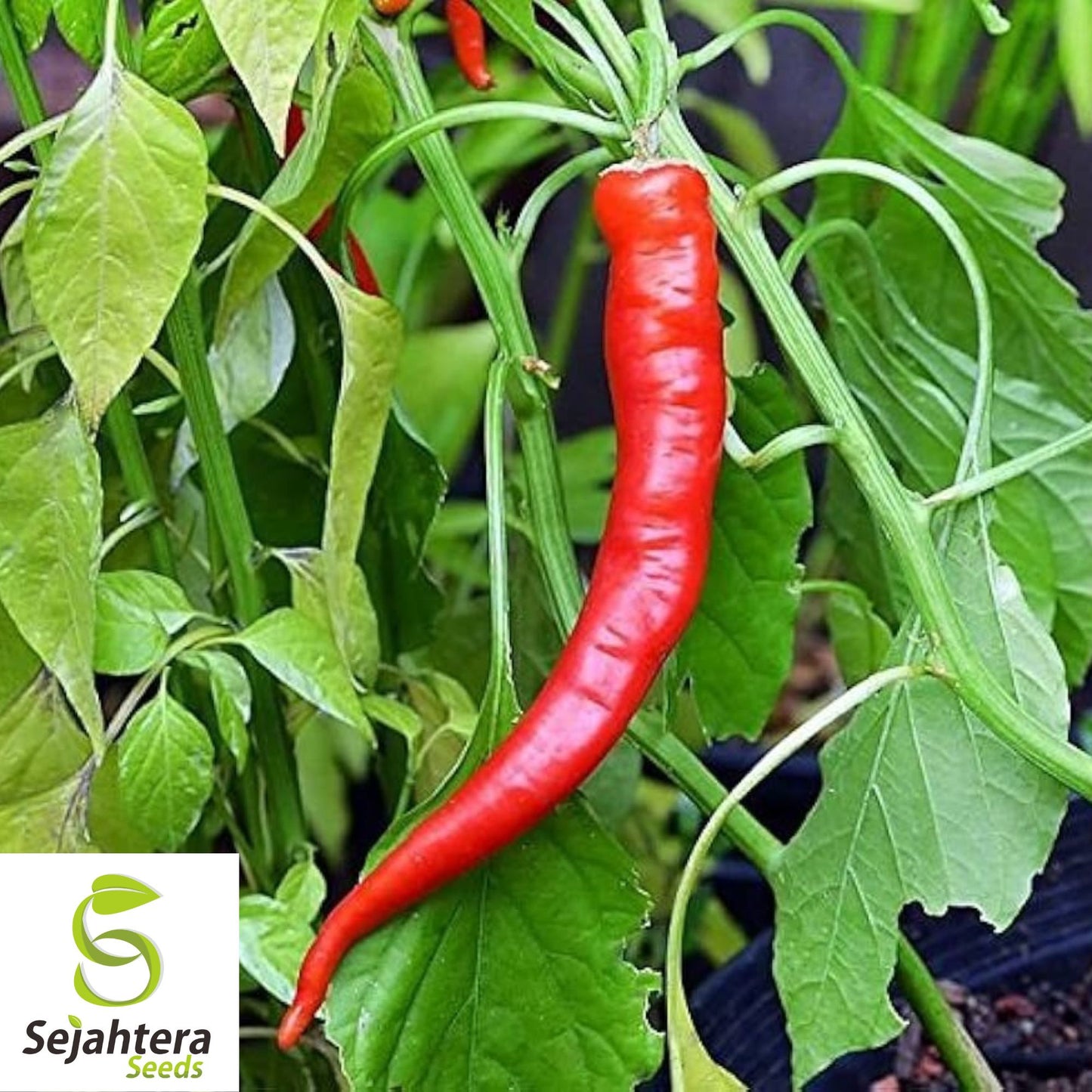 25+ Cowhorn Hot Pepper Seeds - Heirloom, Red Cayenne, Non-GMO Vegetable