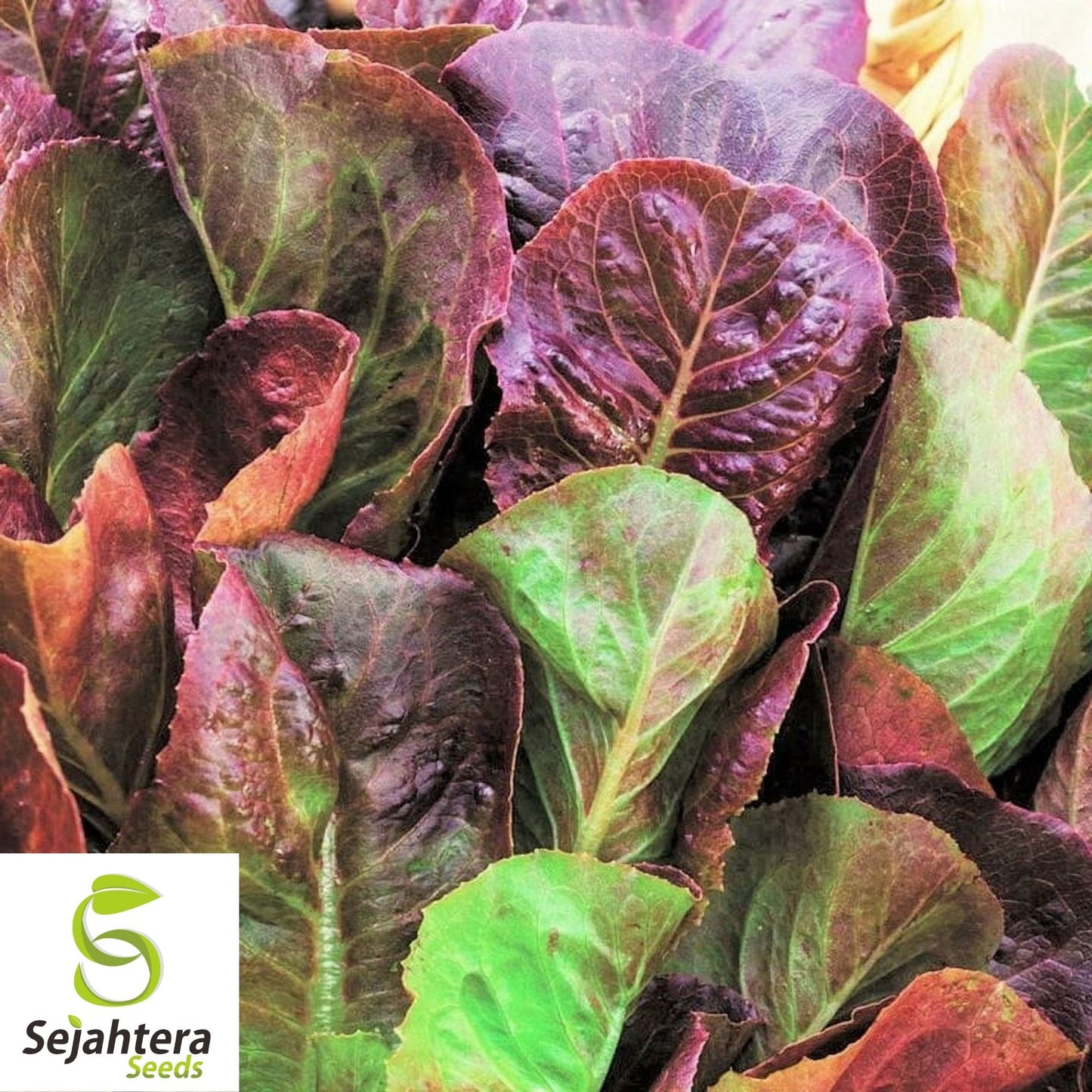 Romaine Cimarron Lettuce Seeds 600+ | Red Heirloom Vegetable Garden NON-GMO