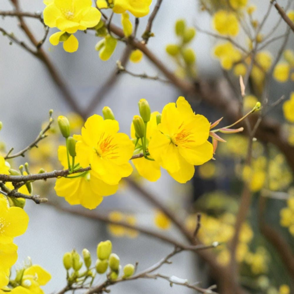 Mai Vàng Việt Nam Bonsai – Ochna integerrima Live Bonsai Tree | 1–2 Feet Tall | Ships in 3 Gallon Pot Golden Yellow Blooms | Vietnamese Apricot | Ornamental Flowering Tree