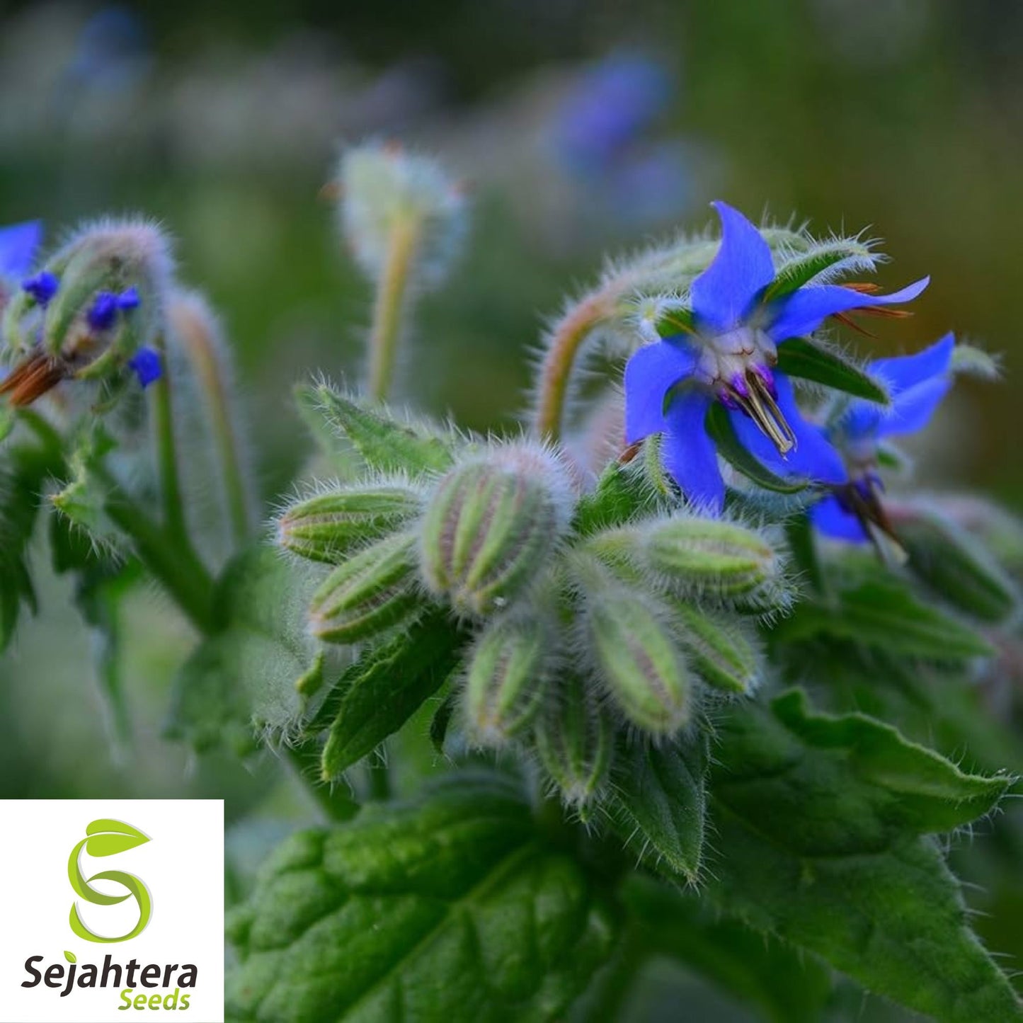 Borage Herb Seeds - 100+ Heirloom - Pollinator-Friendly & Pest Repellent - Non-GMO
