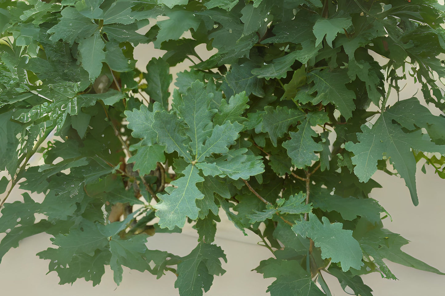 English Upright Oak English Oak (Quercus robur 'Fastigiata')
