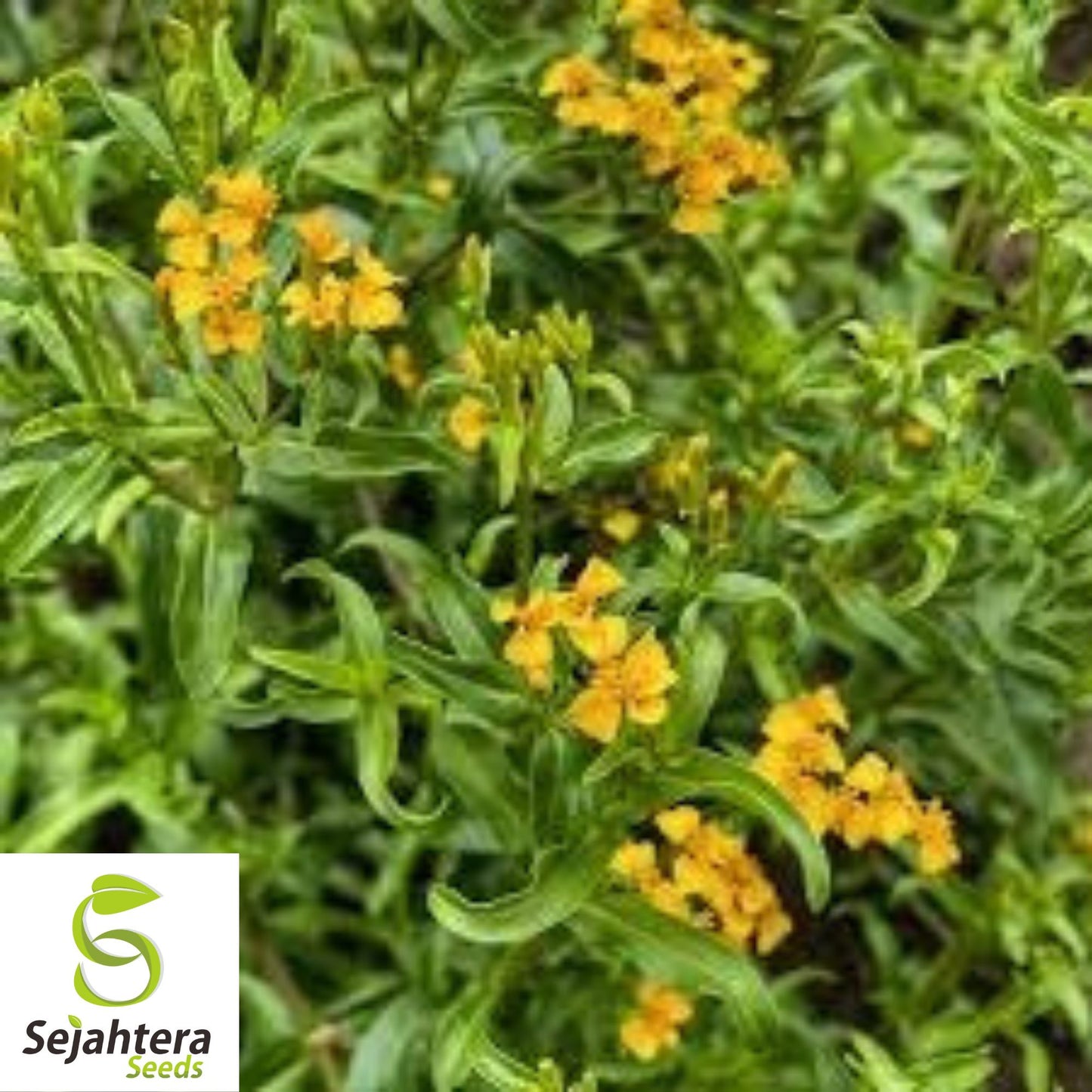 Mexican Mint Marigold Seeds {Tagetes lucida} 50+ | Medicinal Herb, Spice & Flower