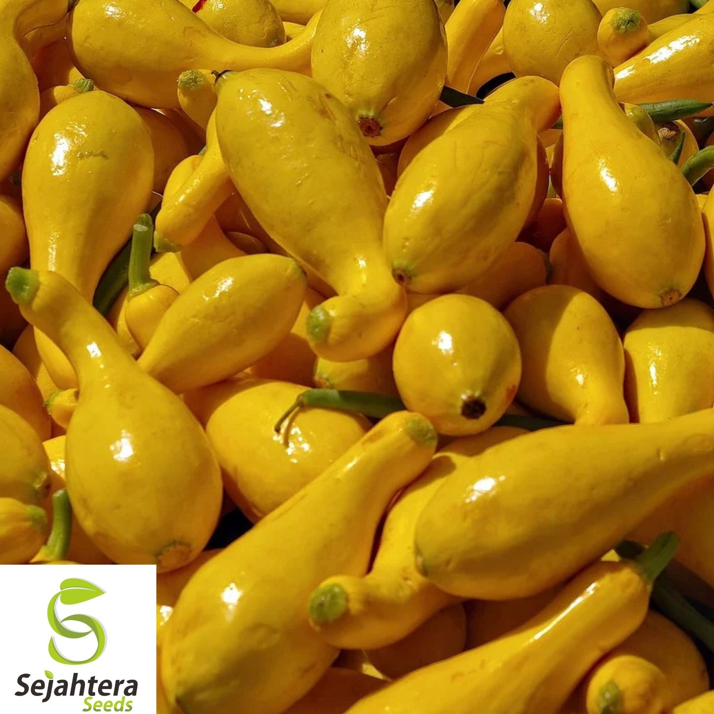 100+ Yellow Crookneck Squash Seeds – Heirloom, Non-GMO, Golden Summer, Fresh & Tasty