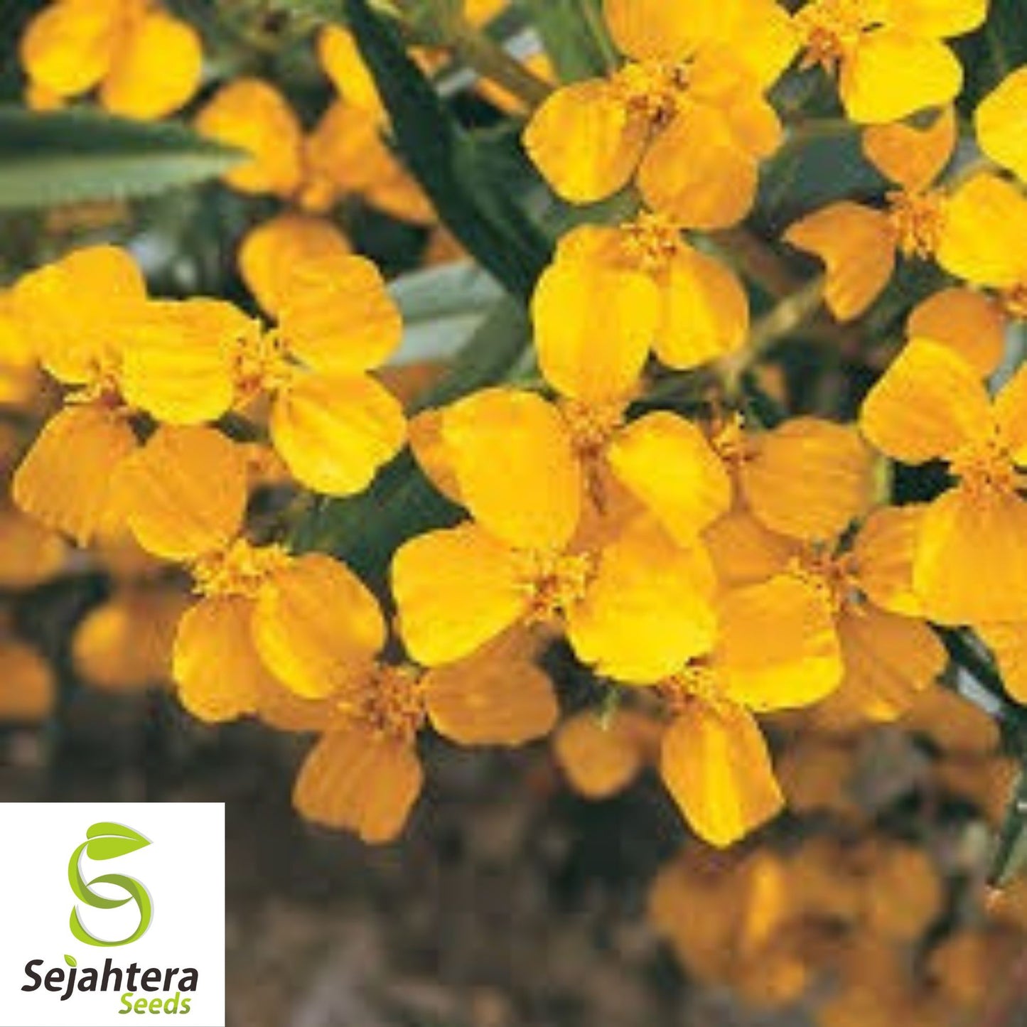 Mexican Mint Marigold Seeds {Tagetes lucida} 50+ | Medicinal Herb, Spice & Flower