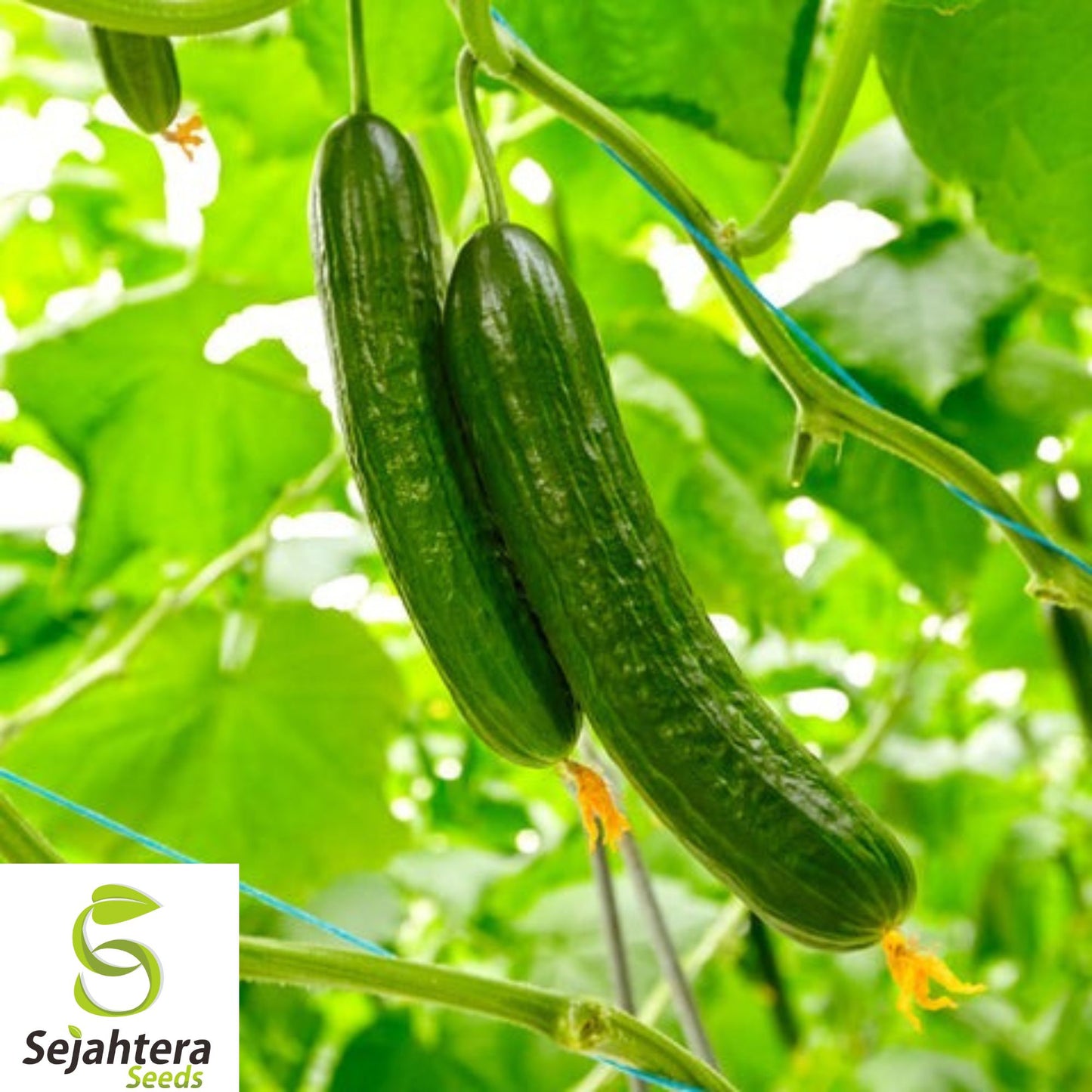 50+ Marketmore 76 Cucumber Seeds - Heirloom, Organic, Non-GMO, High-Yield & Fresh
