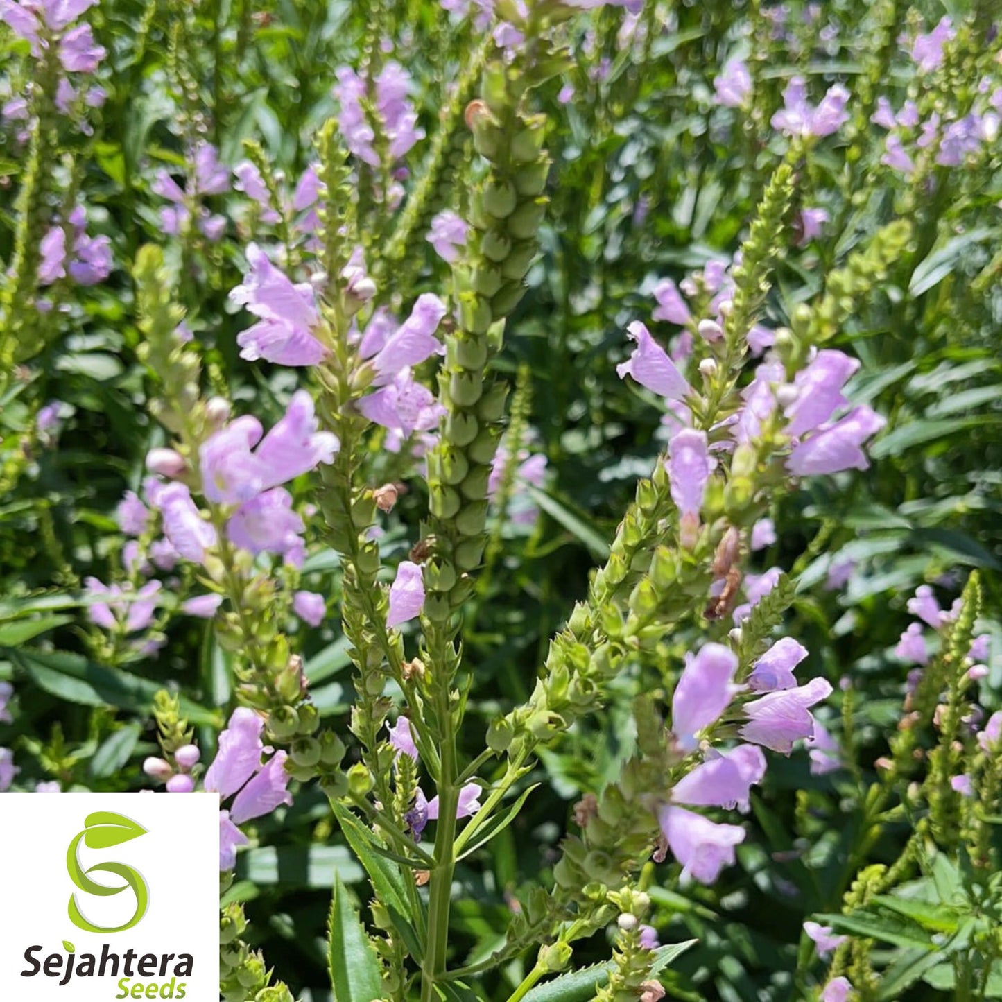 25+ Obedient Plant Seeds - Physostegia Virginiana, Pre-Stratified, Perennial