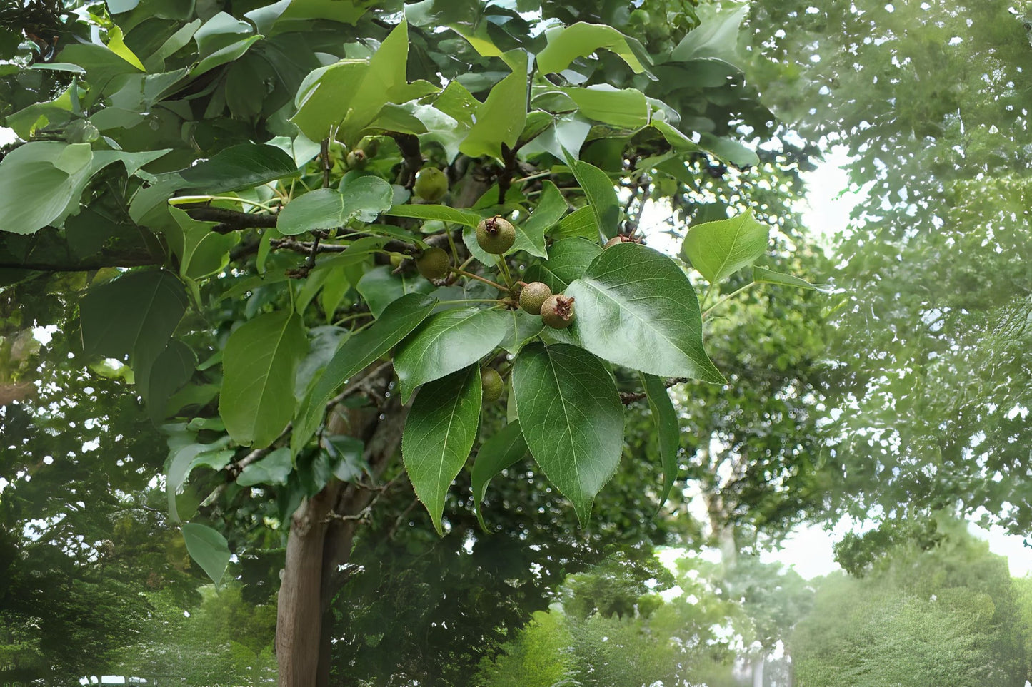 Chinese Pear Harbin Sand Ussurian Pear (Pyrus ussuriensis)