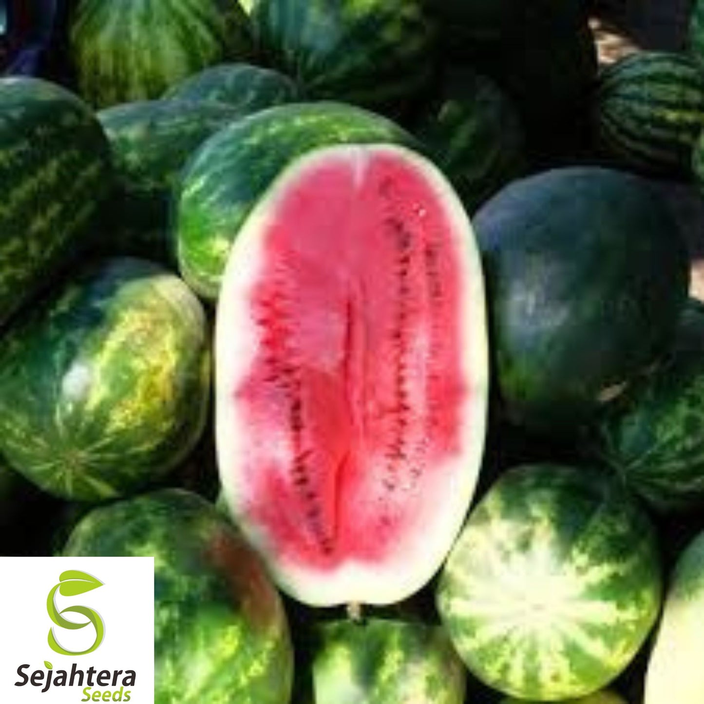 25+ Charleston Grey Watermelon Seeds - Heirloom, Organic, Non-GMO, Giant & Juicy
