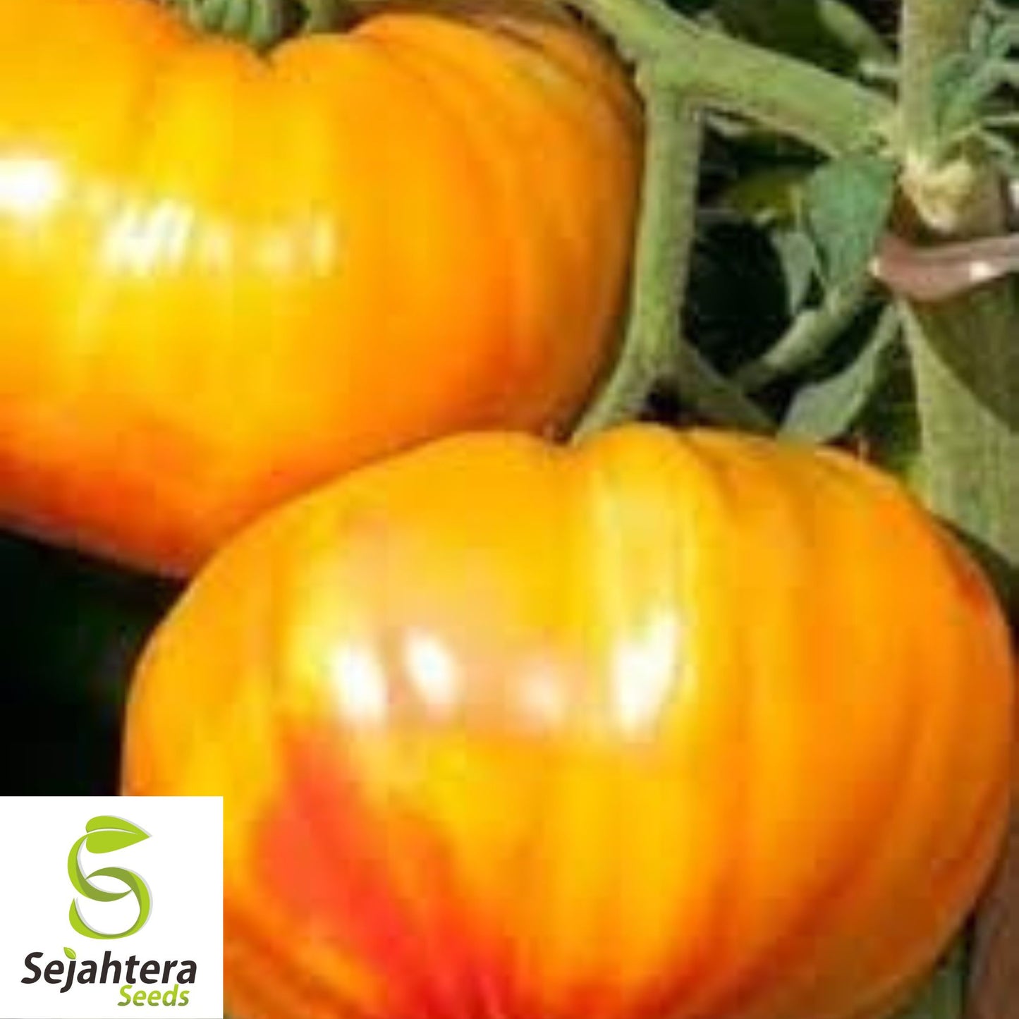 Buffalosun Tomato Seeds - 120+ Hybrid F1, Organic, High Yield & Fresh