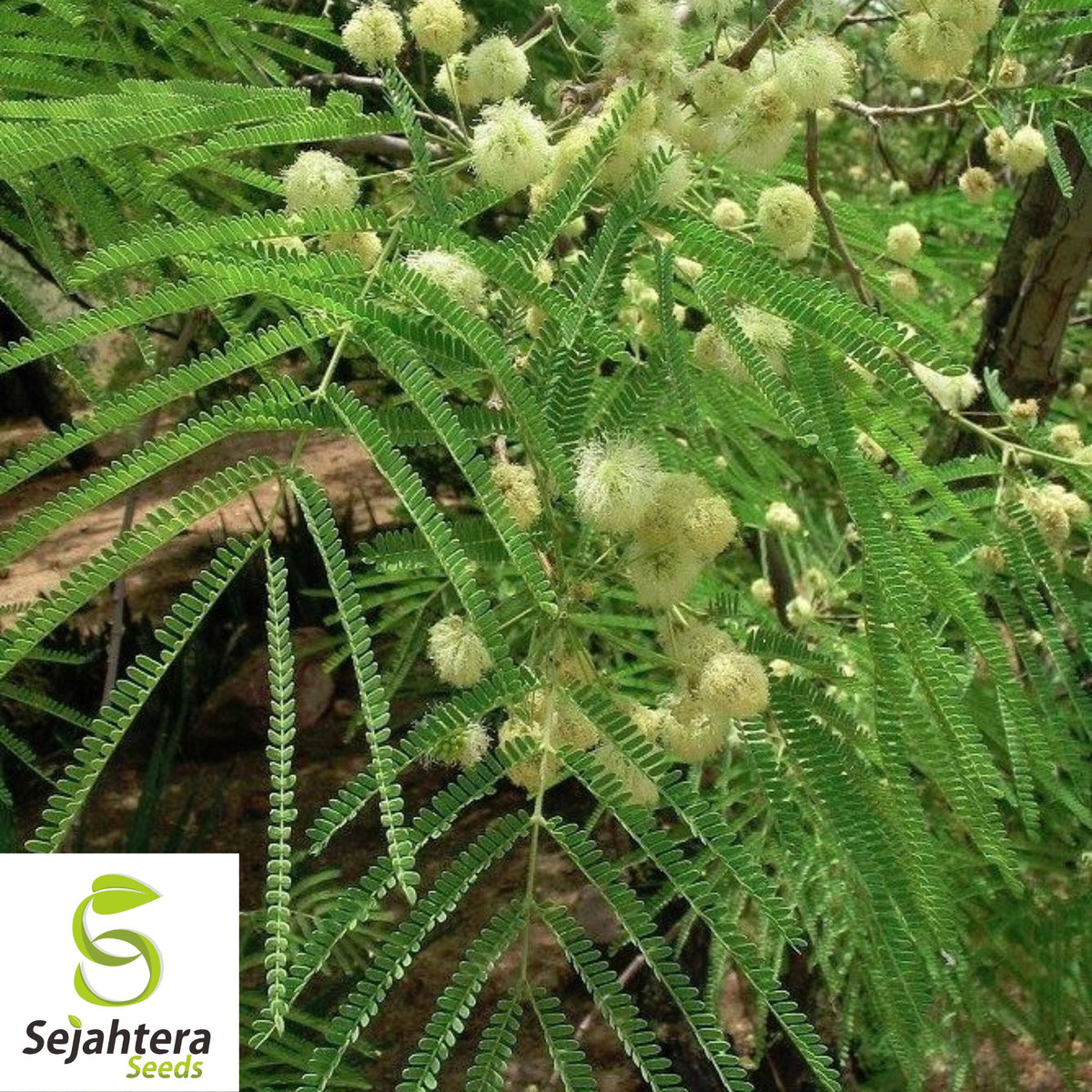 Feather Tree Seeds {Lysiloma thornberi} 10 Seeds