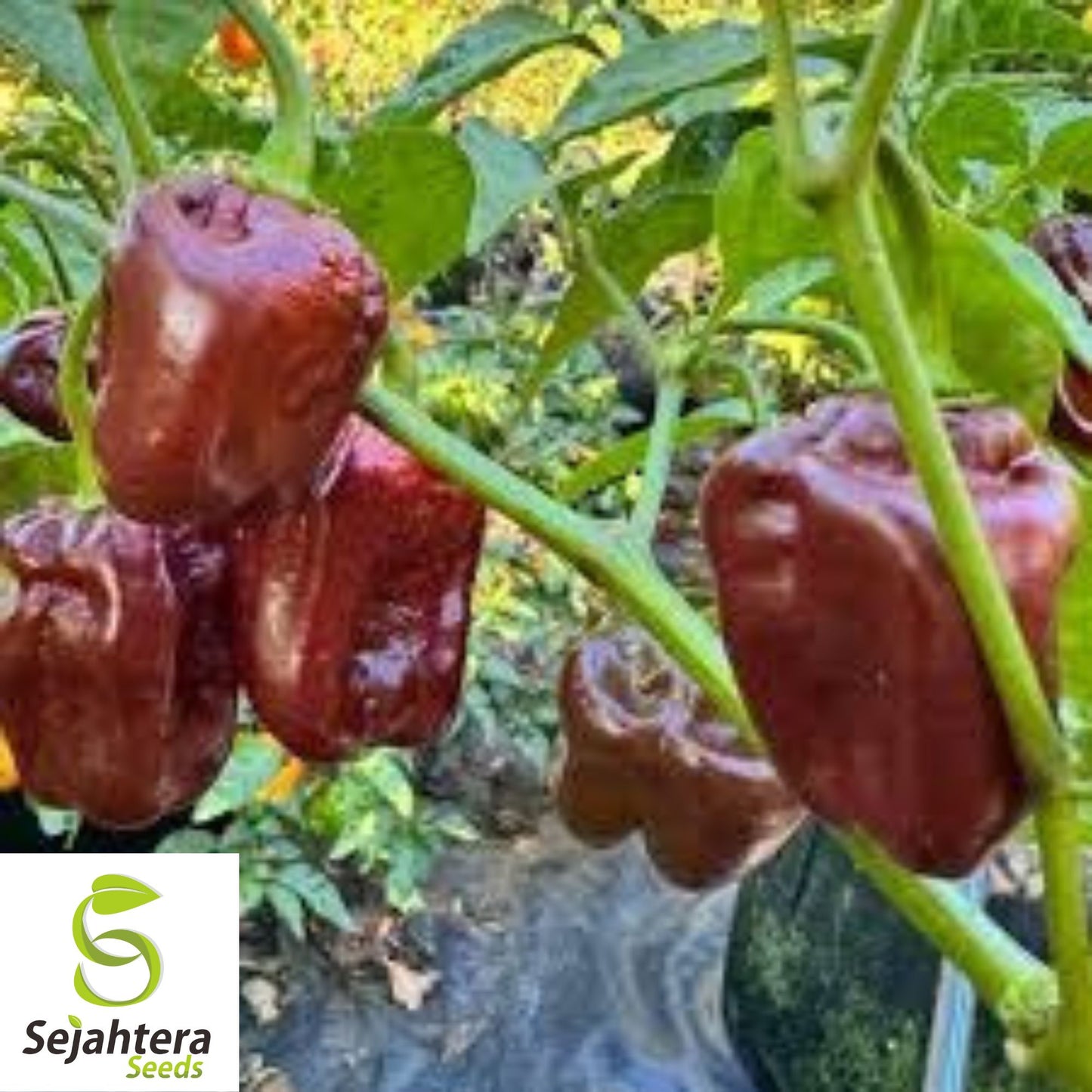 Chocolate Habanero Seeds {Capsicum chinense} 20 Seeds for Hot Peppers