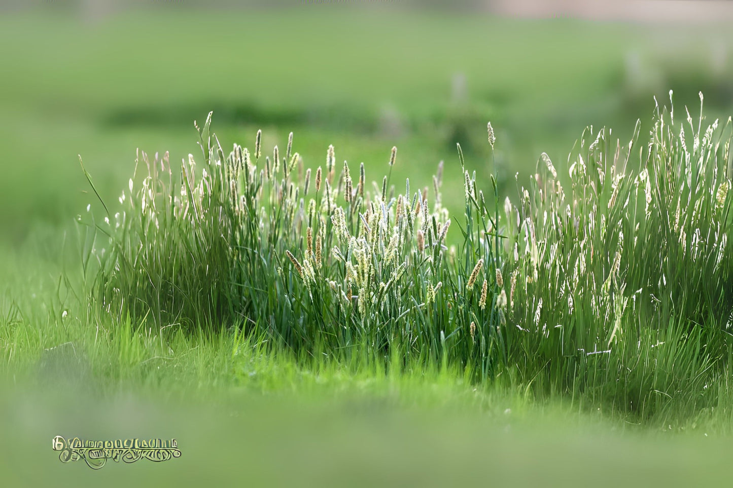 Timothy Timothy Grass (Phleum pratense)
