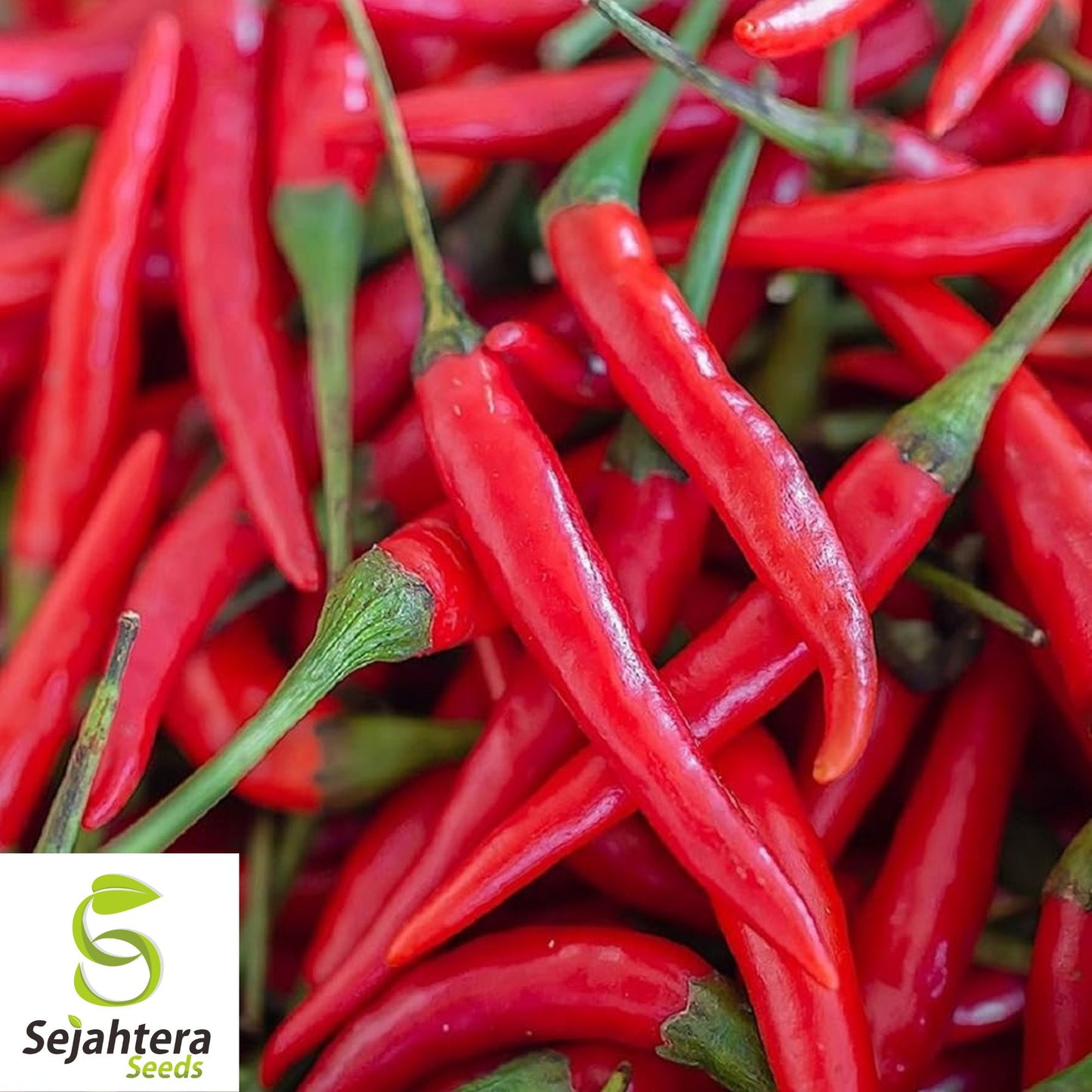 25+ Cowhorn Hot Pepper Seeds - Heirloom, Red Cayenne, Non-GMO Vegetable
