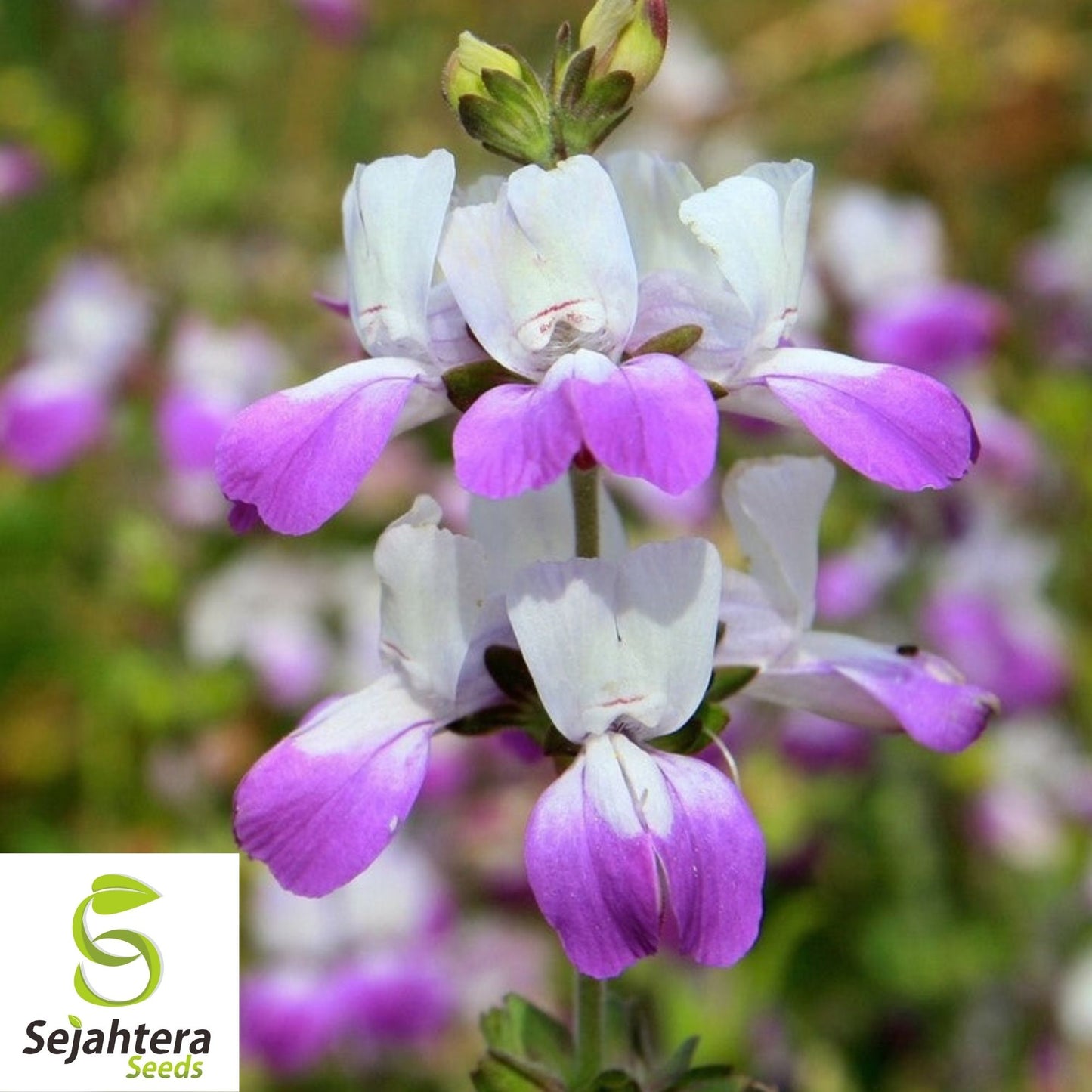 1000+ Collinsia Chines Houses Seeds - Purple White Annual Wildflower, USA