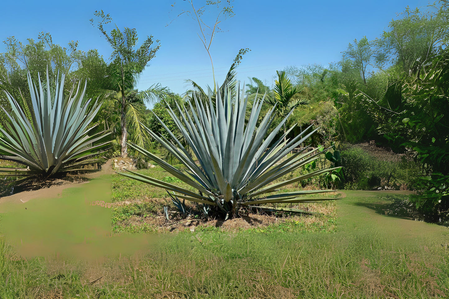 Blue Agave Plant - Large Tequila Agave Azul - Agave Tequilana - Easy-Care Succulent for Indoor/Outdoor Spaces