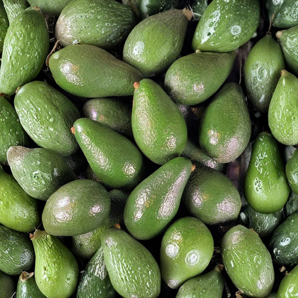 NISHIKAWA Avocado Tree – Persea americana ~3 Ft Grafted Tree | 3 Gallon Pot | UPS Overnight Shipping