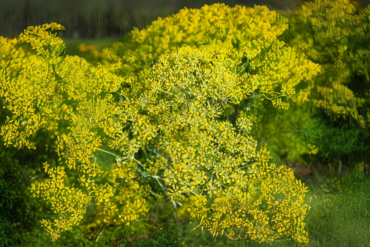Bouquet Dill (Anethum graveolens var. Bouquet Dill)