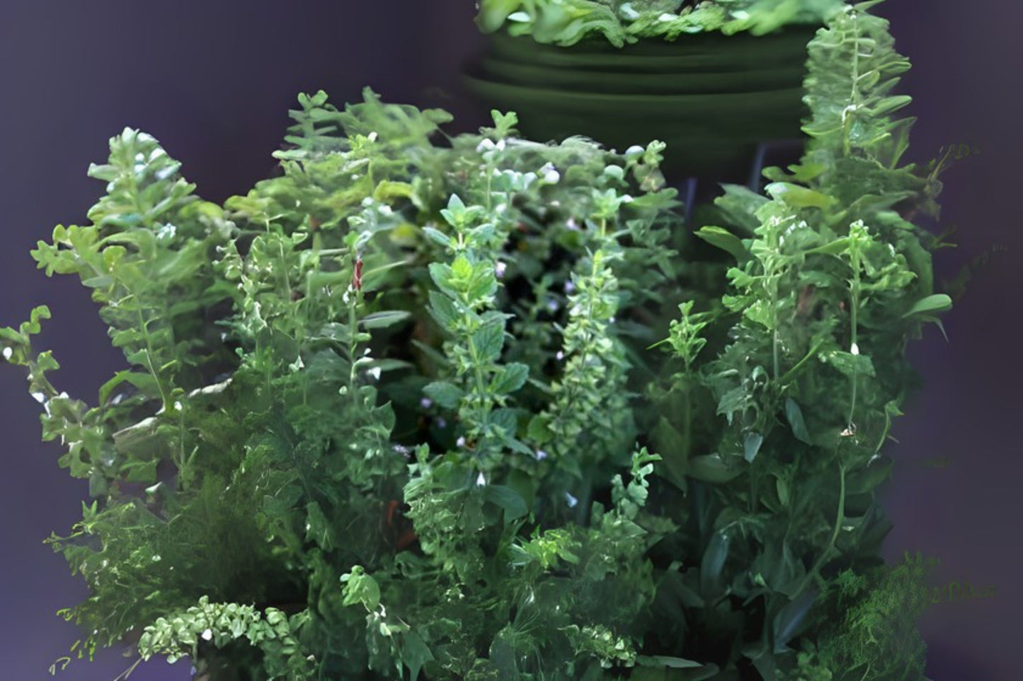 Common Balm Lemon Balm (Melissa officinalis)