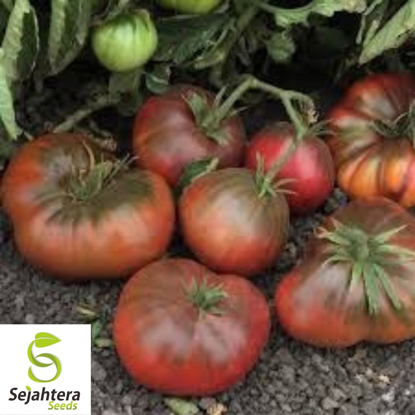Black Brandywine Tomato Seeds - 10+ Heirloom, Organic, Non-GMO & Fresh