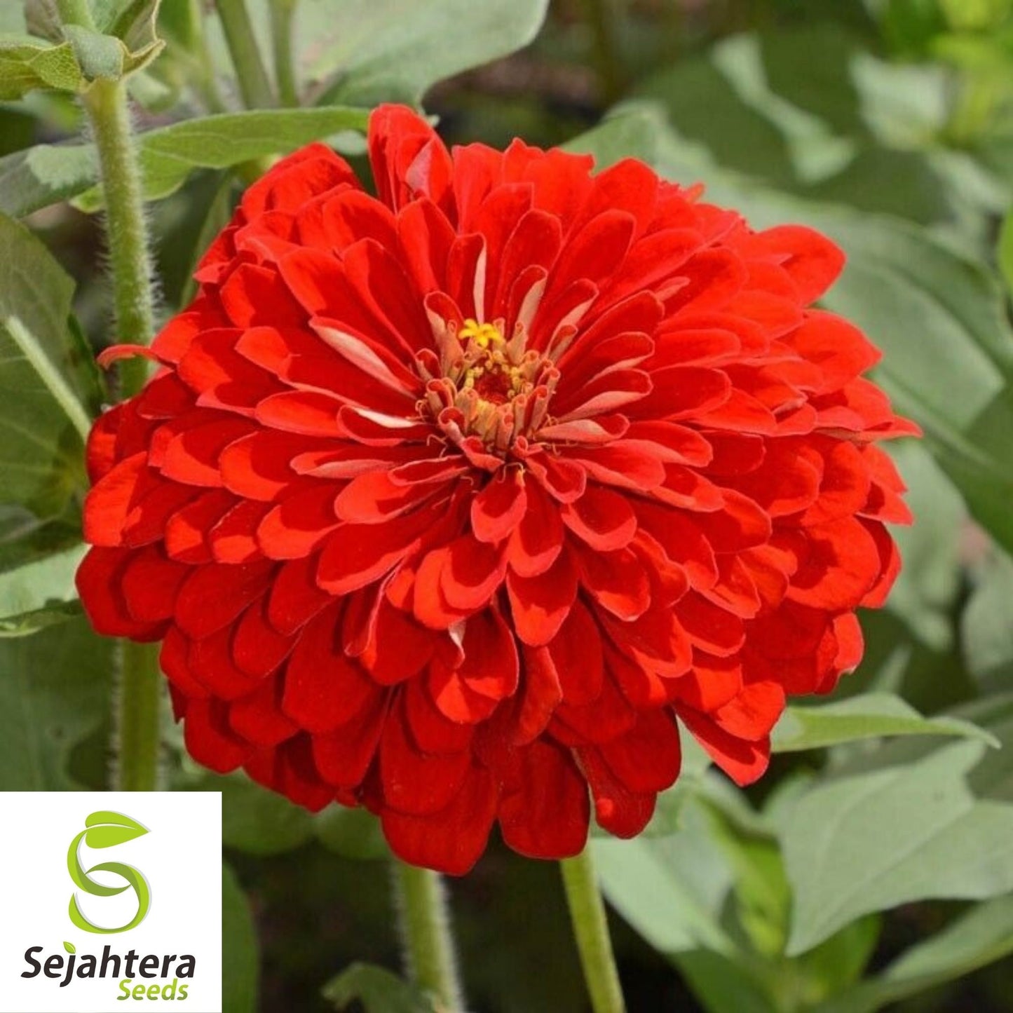 100+ Scarlet Flame Red Zinnia Seeds - Vibrant Flower Elegans