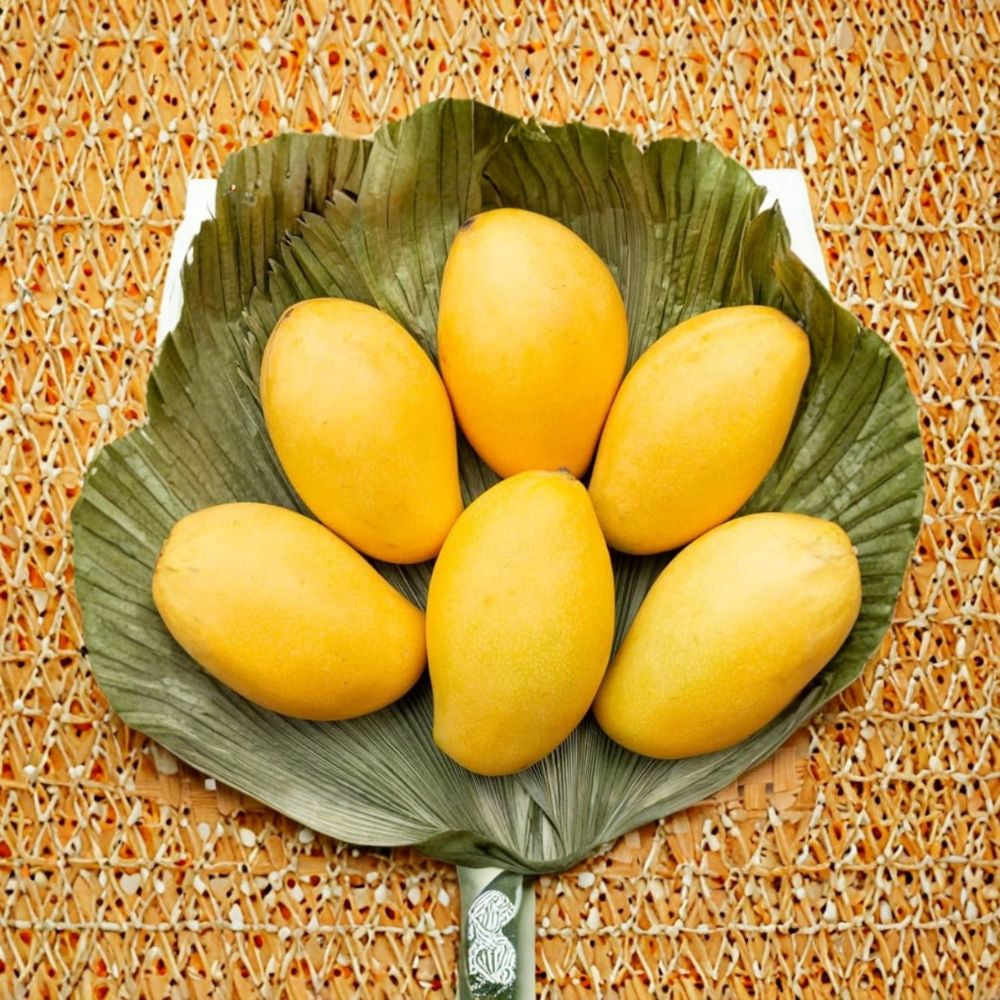 Nam Doc Mai Mango Tree – Mangifera indica Live Tree | 2–3 Feet Tall | 3 Gallon Pot Premium Thai Variety | Fiberless & Extra Sweet | Container Friendly