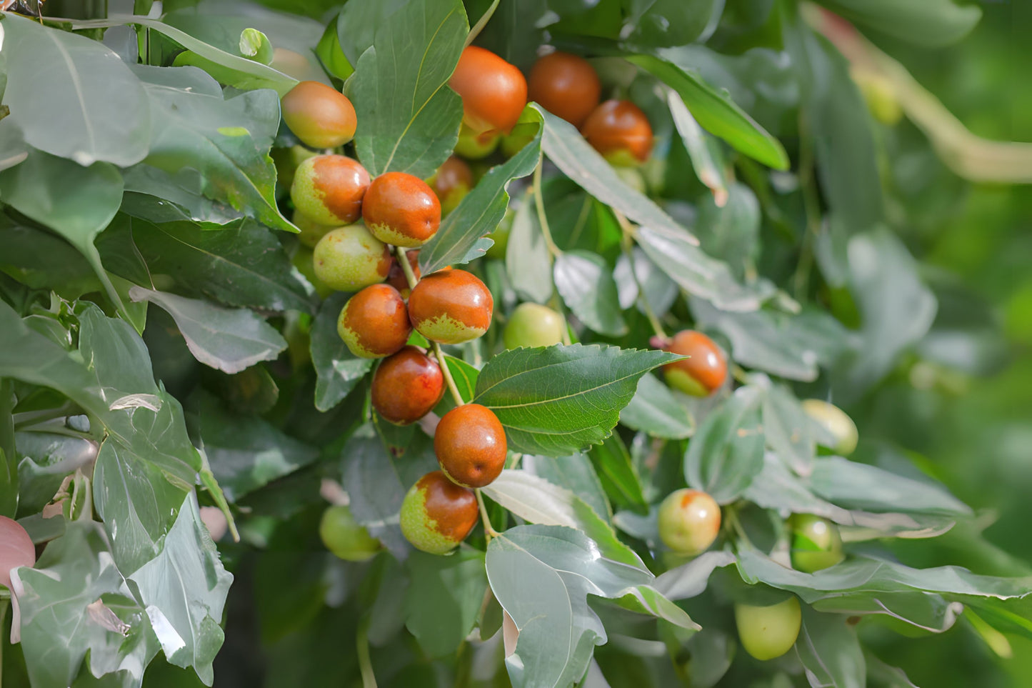 Chinese Date Jujube Tsao (Ziziphus jujuba)
