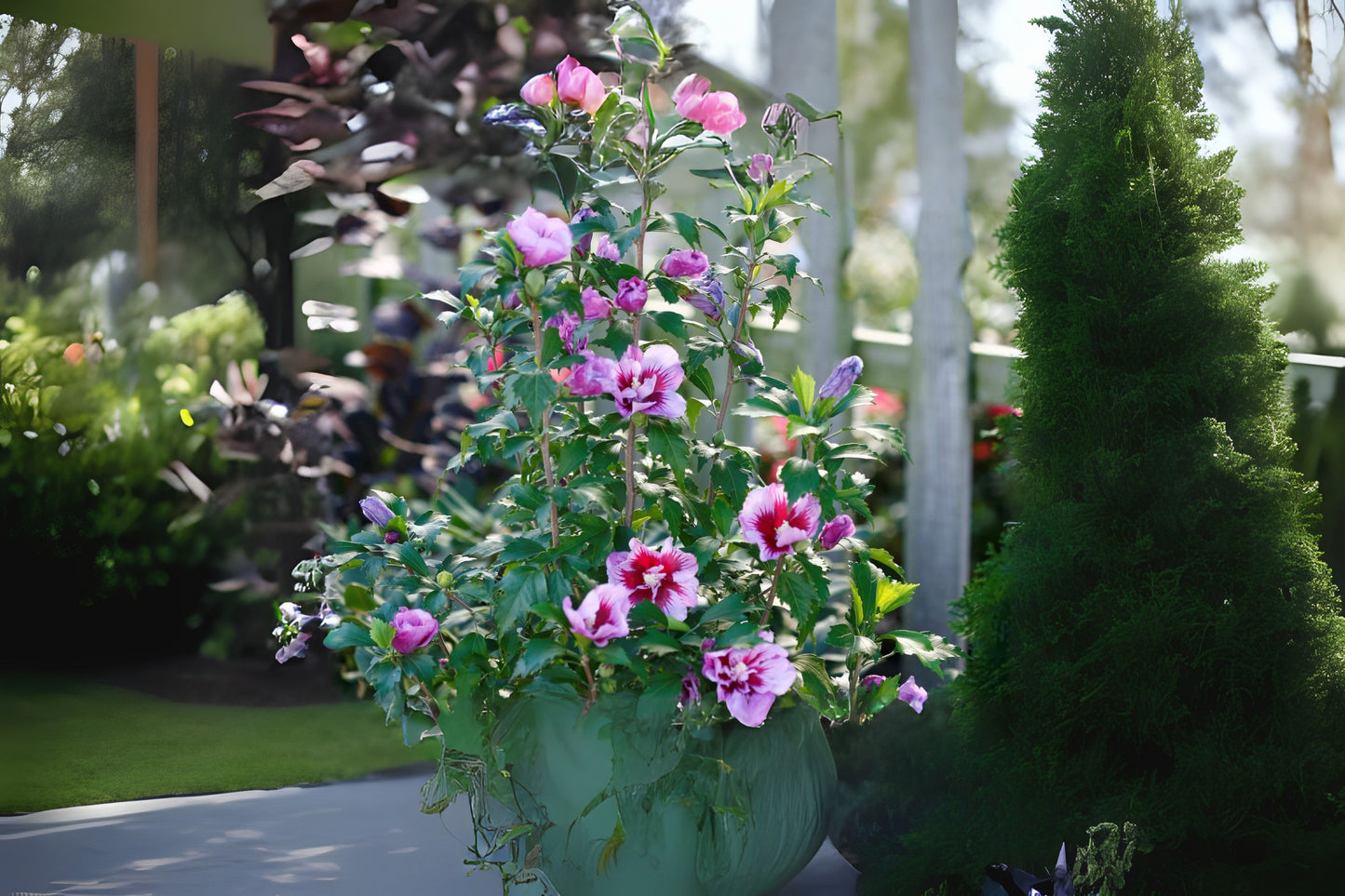 Rose Of Althea Sharon (Hibiscus syriacus)