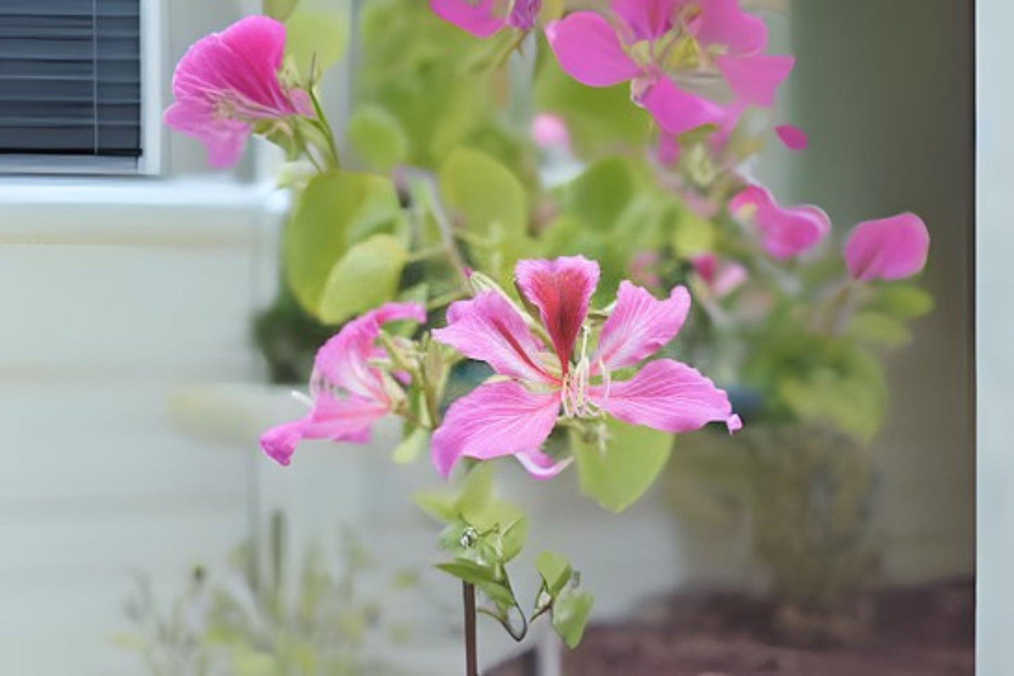 Orchid Tree Seeds - 10 Count Bauhinia Variegata, Mountain Ebony, Hong Kong Orchid Tree - Free Shipping on $35+