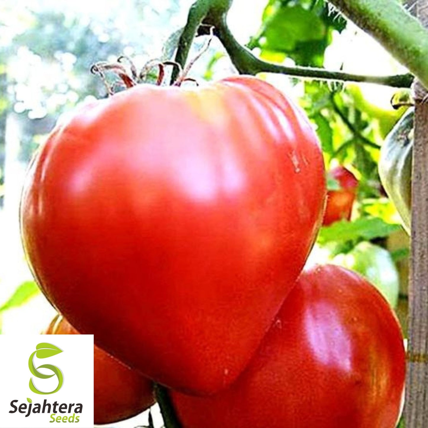 50 Pink Oxheart Tomato Seeds - Heirloom, Non-GMO & Sweet Flavor Variety
