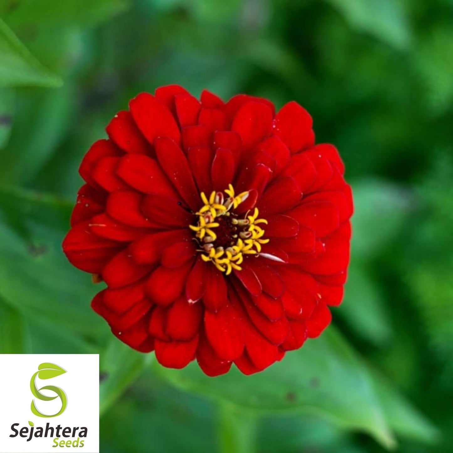 100+ Scarlet Flame Red Zinnia Seeds - Vibrant Flower Elegans