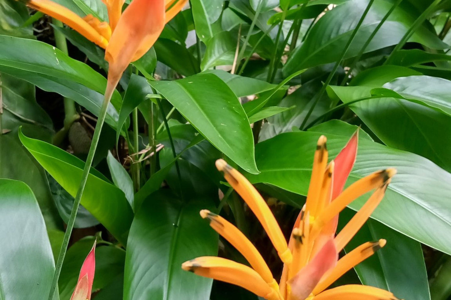 Heliconia Plant 9" Pot Choconiana Heliconia psittacorum Tropical Ornamental Foliage Live Houseplant