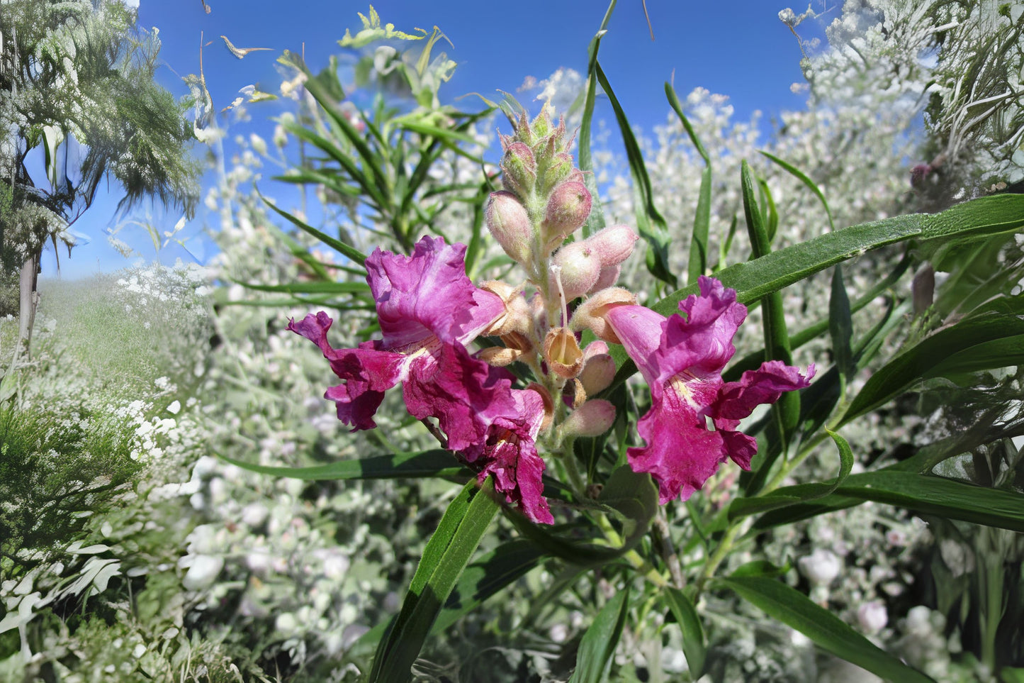 Dark Pink Desert Willow Seeds - Chilopsis linearis - 10 Seeds - Flowering Willow, Drought Tolerant Ornamental Tree
