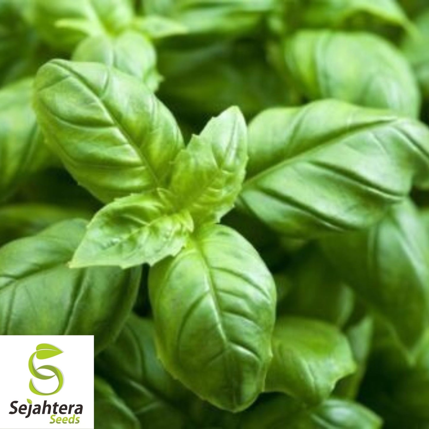 Red Rubin Basil Seeds 200+ | Fragrant Herb Ocimum basilicum NON-GMO USA