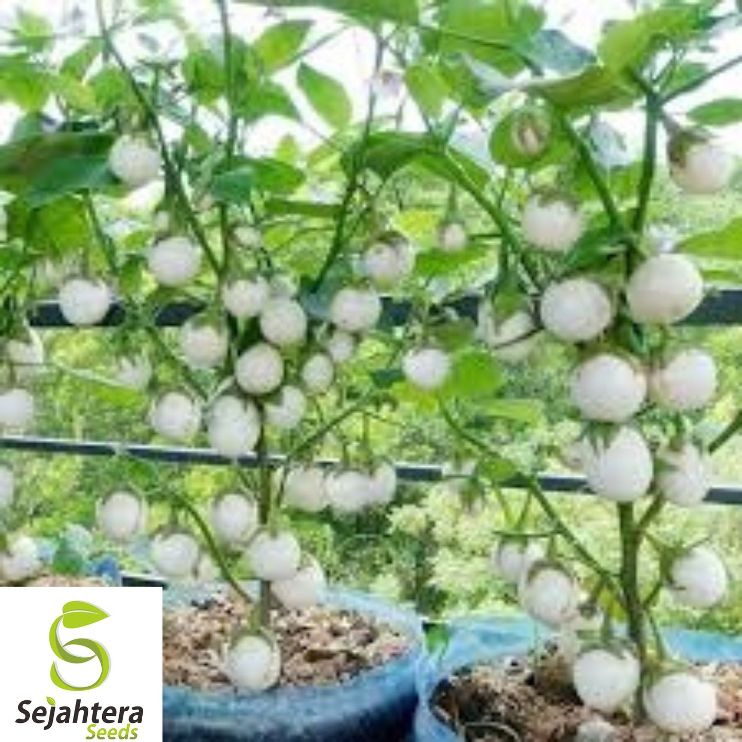 50+ White Egg Eggplant Seeds - Heirloom, Organic, Non-GMO, Rare & Unique Variety
