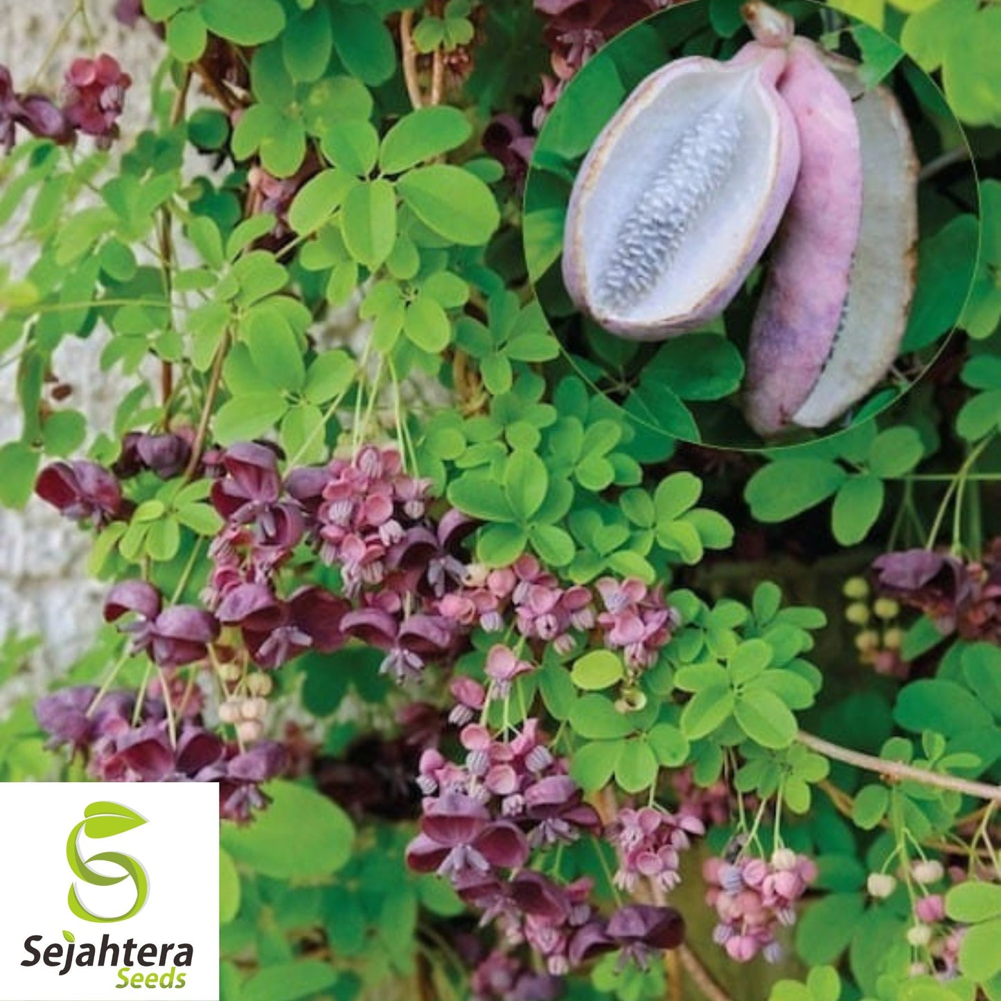 Chocolate Vine 'Purple Bouquet' Seeds {Akebia quinata} Edible 5 Seeds