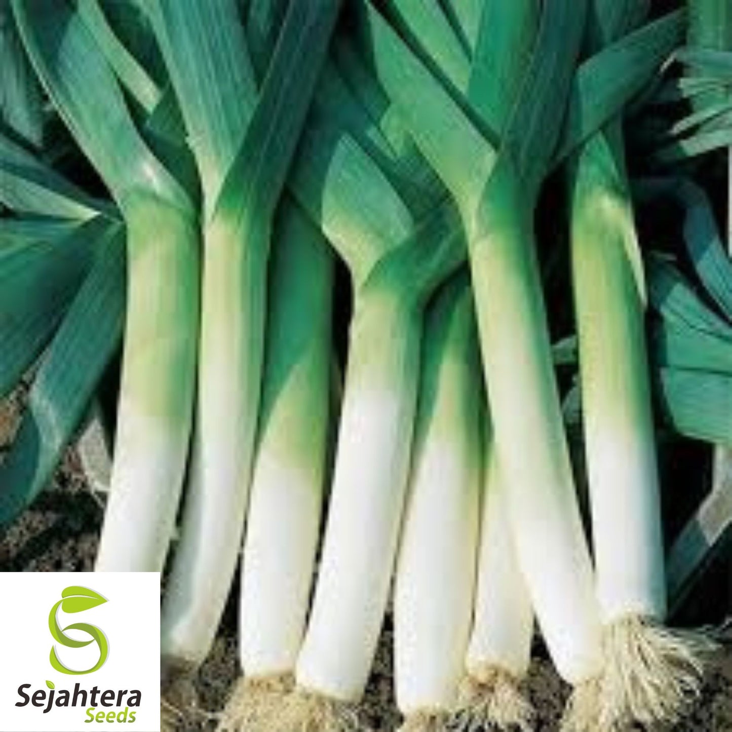 Large American Flag Leek Seeds - 500+ Heirloom, Organic, Non-GMO & Fresh