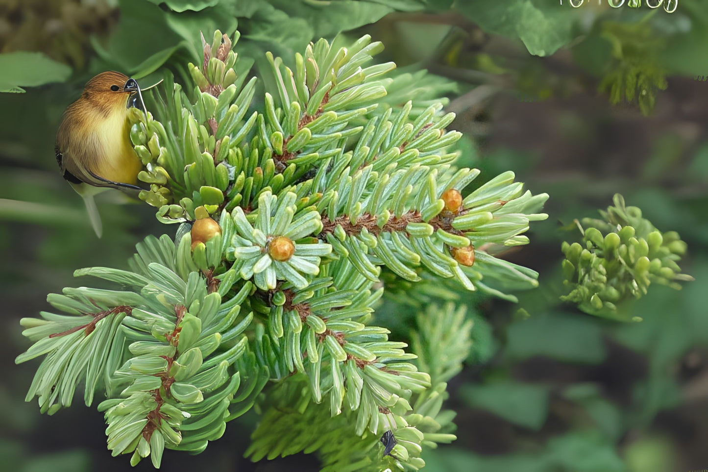 Black Spruce (Picea mariana)