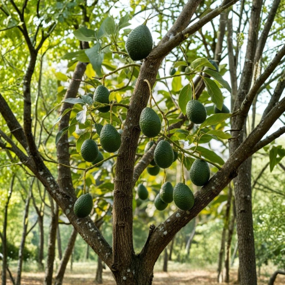 Beta Avocado Tree – Persea americana 5 Gallon Pot | 4–5 Ft Tall | Outdoor Fruit Tree